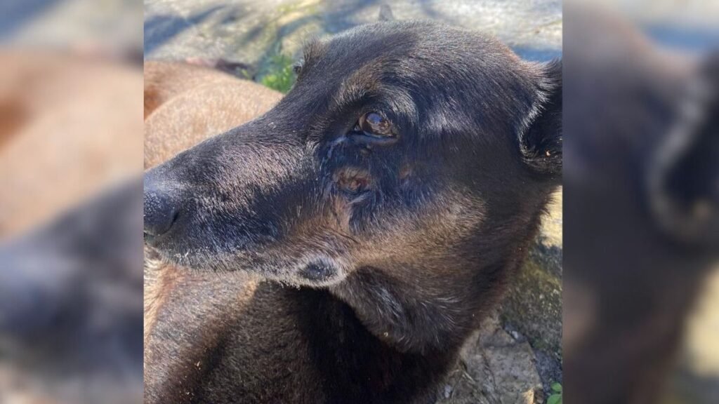 De acordo com informações publicadas pelo site ND Mais, um laudo revelou que o cão comunitário conhecido como Orelha sofria de uma doença degenerativa crônica na coluna antes de sua morte. Essa condição de saúde, conforme detalhado na publicação, não estava relacionada a traumas ou agressões que o animal possa ter sofrido ao longo de sua vida. O diagnóstico trouxe à tona a realidade de que o cão já enfrentava desafios significativos em termos de saúde, independentemente de qualquer evento externo que pudesse ter impactado seu bem-estar. O site ND Mais destacou que a enfermidade que acometia o cão Orelha era de natureza crônica, o que significa que ele lidava com essa condição há algum tempo. A publicação enfatizou que doenças degenerativas na coluna podem causar dor e desconforto significativos, afetando a mobilidade e a qualidade de vida do animal. No caso de Orelha, essa condição específica não foi resultado de maus-tratos, mas sim de um processo degenerativo natural que pode ocorrer em cães, especialmente à medida que envelhecem. Ainda segundo o ND Mais, a revelação sobre a condição de saúde de Orelha antes de sua morte lança luz sobre a importância de cuidados veterinários adequados para animais comunitários. A publicação sugere que, mesmo em casos onde não há sinais evidentes de agressão, é crucial monitorar a saúde de animais que vivem em comunidades para garantir que recebam o tratamento necessário para condições crônicas. O caso de Orelha serve como um lembrete da complexidade dos cuidados com animais e da necessidade de atenção contínua para garantir seu bem-estar.