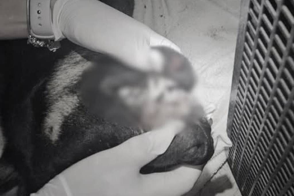 De acordo com a publicação da Folha de S.Paulo, três adolescentes foram apreendidos sob suspeita de terem agredido um cão em Itajaí, localizada no litoral norte de Santa Catarina. O incidente, que resultou na morte do animal, gerou grande comoção na comunidade local e levantou questões sobre a violência contra animais. Segundo o site, as autoridades locais agiram rapidamente após receberem denúncias sobre o caso, o que levou à apreensão dos suspeitos. A polícia está conduzindo uma investigação para esclarecer os detalhes do ocorrido e determinar as circunstâncias que levaram à agressão. Conforme relatado pela Folha, o caso chamou a atenção das autoridades e da população, destacando a necessidade de medidas mais rigorosas para prevenir a crueldade contra animais. A publicação informa que a legislação brasileira prevê punições para maus-tratos a animais, mas casos como este continuam a ocorrer, evidenciando um problema persistente na sociedade. A morte do cão em Itajaí reacendeu o debate sobre a eficácia das leis atuais e a importância de campanhas educativas para conscientizar a população sobre o respeito e a proteção aos animais. Ainda segundo a Folha de S.Paulo, a comunidade local manifestou indignação e tristeza diante do ocorrido, com muitos moradores expressando suas preocupações nas redes sociais. A publicação destaca que organizações de proteção animal estão acompanhando o caso de perto e pressionam por justiça. A apreensão dos adolescentes é vista como um passo importante na responsabilização dos envolvidos, mas também como um lembrete da necessidade de uma vigilância contínua e de ações preventivas para evitar que casos semelhantes aconteçam no futuro.