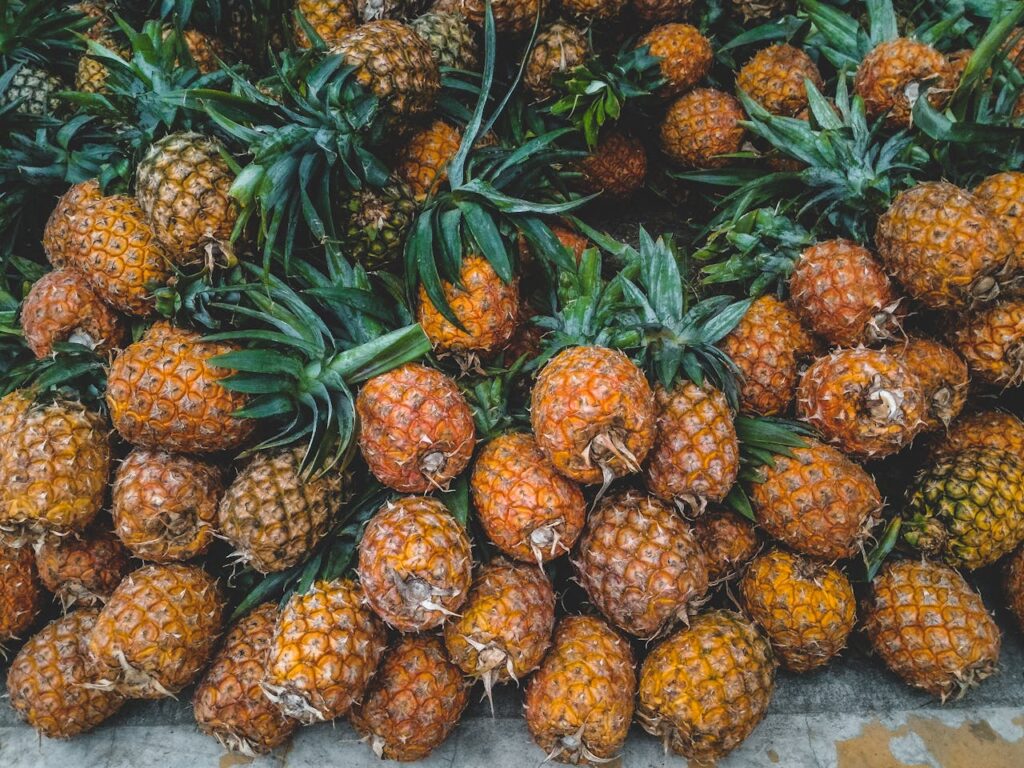 O **abacaxi** é uma fruta tropical amplamente reconhecida por suas propriedades **anti-inflamatórias**. Segundo o Portal do Holanda, essa característica se deve principalmente à presença de uma enzima chamada **bromelina**, que auxilia na redução de inflamações e no alívio de dores associadas a condições inflamatórias. A bromelina é eficaz na quebra de proteínas, o que facilita a digestão e pode ajudar a reduzir o inchaço e a dor em casos de lesões ou cirurgias. Além disso, o abacaxi é uma fonte rica de **vitamina C**, um antioxidante que fortalece o sistema imunológico e combate os radicais livres, contribuindo para a saúde geral do organismo. Além das propriedades anti-inflamatórias, o abacaxi oferece uma série de outros benefícios à saúde. Segundo a publicação, o consumo regular da fruta pode melhorar a digestão, graças à bromelina, que auxilia na quebra de proteínas e facilita a absorção de nutrientes. O abacaxi também é conhecido por promover a saúde cardiovascular, pois contém antioxidantes que ajudam a reduzir o risco de doenças cardíacas. Outro benefício importante é o fortalecimento dos ossos, já que a fruta é uma boa fonte de **manganês**, um mineral essencial para a manutenção da estrutura óssea e a prevenção de doenças como a osteoporose. Por fim, o abacaxi também pode contribuir para a perda de peso, pois é uma fruta de baixa caloria e rica em fibras, o que promove a sensação de saciedade e ajuda a controlar o apetite. Além disso, a presença de vitamina C e outros antioxidantes no abacaxi pode melhorar a saúde da pele, promovendo a produção de colágeno e ajudando a combater os sinais de envelhecimento. Segundo o site, o consumo regular de abacaxi pode ainda auxiliar na prevenção de doenças oculares relacionadas à idade, como a degeneração macular, devido ao seu conteúdo de vitamina C e antioxidantes. Assim, o abacaxi se destaca como uma fruta versátil e benéfica para a saúde, oferecendo uma ampla gama de vantagens para quem o inclui em sua dieta regular.