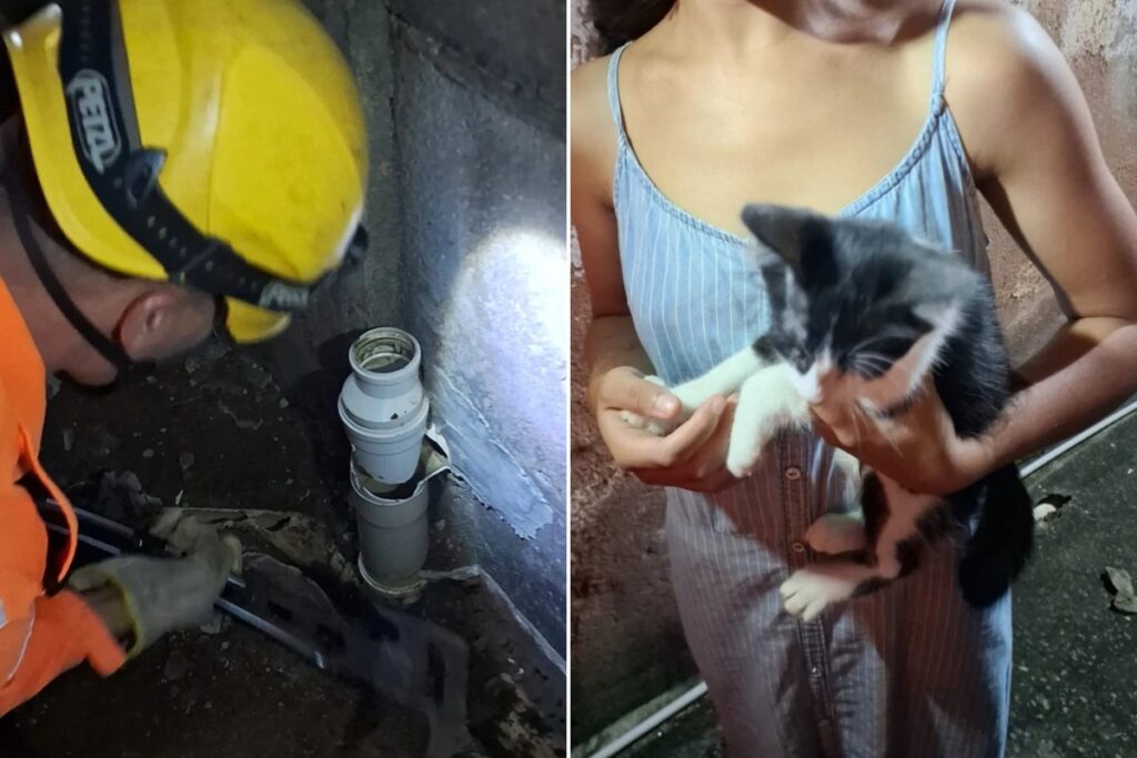 Um **gatinho** foi resgatado pelo **Corpo de Bombeiros** após ficar preso em uma **tubulação de água pluvial** em uma residência em Minas Gerais. O incidente mobilizou uma equipe de resgate que, com habilidade e cuidado, conseguiu retirar o animal sem que ele sofresse ferimentos. Segundo a publicação, a operação foi realizada com sucesso, garantindo a segurança do gatinho e aliviando os moradores da casa que estavam preocupados com a situação. De acordo com o site, o resgate do gatinho envolveu técnicas específicas para lidar com situações em espaços confinados. Os bombeiros precisaram avaliar cuidadosamente a estrutura da tubulação para evitar danos tanto ao animal quanto à infraestrutura da residência. A operação exigiu paciência e precisão, uma vez que o espaço era limitado e qualquer movimento brusco poderia complicar ainda mais a situação. A experiência e o treinamento dos bombeiros foram fundamentais para o sucesso da missão, demonstrando a importância do preparo adequado em situações de resgate de animais. Além de destacar a eficiência do **Corpo de Bombeiros**, o incidente ressalta a necessidade de atenção com os animais domésticos em ambientes urbanos. Tubulações, ralos e outros espaços estreitos podem se tornar armadilhas perigosas para pequenos animais curiosos. Segundo a publicação, é essencial que os proprietários de animais de estimação tomem precauções para evitar que seus bichinhos se aventurem em locais potencialmente perigosos. A ação rápida e eficaz dos bombeiros em Minas Gerais serve como um lembrete da importância de estar atento e preparado para lidar com emergências envolvendo animais.
