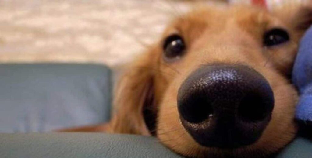 Os **cães** frequentemente demonstram comportamentos que lembram o de uma **criança** em relação aos seus donos. Essa observação é sustentada por estudos que indicam que os cães veem seus donos como figuras parentais. Essa relação é baseada em uma conexão emocional profunda, onde os cães se sentem mais motivados, confiantes, seguros e confortáveis na presença de seus donos. Essa ligação é explicada por uma dimensão chamada de "área de segurança", que é fundamental para o bem-estar emocional dos cães. A **"área de segurança"** é um conceito que descreve como os cães percebem seus donos como uma fonte de proteção e conforto. Quando um cão está perto de seu dono, ele experimenta uma sensação de segurança que lhe permite explorar o ambiente com mais confiança. Essa relação é comparável à que uma criança tem com seus pais, onde a presença dos pais oferece um porto seguro para a exploração do mundo ao redor. Pesquisas conduzidas por especialistas em comportamento animal, como Lisa, mostram que os cães demonstram sinais claros de apego aos seus donos. Esses sinais incluem seguir o dono pela casa, procurar contato físico e mostrar ansiedade quando separados. Esses comportamentos são semelhantes aos observados em crianças pequenas em relação aos seus cuidadores, reforçando a ideia de que os cães veem seus donos como figuras parentais. Além disso, a presença do dono pode influenciar significativamente o comportamento do cão em situações novas ou potencialmente estressantes. Por exemplo, um cão pode hesitar em interagir com um objeto desconhecido ou em um ambiente novo, mas se o dono estiver presente, o cão é mais propenso a explorar e interagir com confiança. Isso demonstra como a "área de segurança" proporcionada pelo dono é crucial para o bem-estar emocional do cão. A relação entre cães e seus donos é também fortalecida por interações diárias que promovem confiança e afeto. Atividades como passear, brincar e treinar juntos não apenas fortalecem o vínculo, mas também ajudam o cão a associar o dono a experiências positivas e recompensadoras. Essa associação positiva é fundamental para que o cão veja o dono como uma figura de autoridade benevolente e protetora. Além disso, a comunicação entre cães e seus donos desempenha um papel vital na construção dessa relação parental. Os cães são altamente sensíveis às expressões faciais, ao tom de voz e à linguagem corporal dos humanos. Essa sensibilidade permite que eles respondam de maneira adequada às emoções e intenções dos donos, reforçando ainda mais o vínculo emocional. Em resumo, os cães veem seus donos como figuras parentais devido à segurança e conforto que eles proporcionam. A "área de segurança" é um conceito central para entender essa relação, pois explica como a presença do dono pode influenciar positivamente o comportamento e o bem-estar emocional do cão. Essa conexão especial é construída através de interações diárias, comunicação eficaz e experiências compartilhadas, tornando os donos uma parte essencial da vida dos cães.