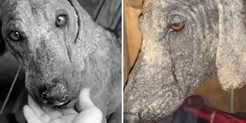 Um **cão de rua** que viveu por muitos anos em condições adversas finalmente encontrou um novo começo. Após ser resgatado, o cãozinho, que sofria de **sarna** e enfrentava maus-tratos constantes, expressou sua gratidão de maneira comovente ao chorar. Este gesto tocante simboliza não apenas o alívio e a esperança de uma vida melhor, mas também a profunda conexão emocional que os animais podem desenvolver com os seres humanos que lhes oferecem cuidado e proteção. A vida nas ruas é extremamente desafiadora para qualquer animal. Para este cão em particular, os desafios eram ainda maiores devido à sua condição de saúde. A **sarna**, uma doença de pele causada por ácaros, não só provoca desconforto físico, como também pode levar ao isolamento social, já que muitos evitam contato com animais que apresentam sinais visíveis da doença. Infelizmente, esse preconceito resulta em maus-tratos, agravando ainda mais a situação dos animais de rua. O resgate deste cão representa uma mudança radical em sua vida. A intervenção de pessoas dedicadas ao bem-estar animal foi crucial para proporcionar a ele uma segunda chance. O ato de resgate não apenas salvou sua vida, mas também abriu portas para um futuro mais promissor. Agora, ele terá acesso a cuidados veterinários adequados, alimentação regular e, o mais importante, um lar onde será amado e respeitado. A reação emocional do cão ao ser resgatado é um testemunho poderoso da capacidade dos animais de sentir e expressar emoções complexas. O choro de gratidão não é apenas um reflexo de alívio, mas também um reconhecimento do carinho e da segurança que ele começava a experimentar. Este comportamento ressalta a importância de tratar todos os seres vivos com compaixão e empatia. Além disso, a história deste cãozinho serve como um lembrete da importância do trabalho de resgate e reabilitação de animais de rua. Organizações e indivíduos que se dedicam a essa causa desempenham um papel vital na transformação de vidas. Cada animal resgatado é uma vitória contra o abandono e os maus-tratos, e cada história de sucesso inspira mais pessoas a se envolverem e contribuírem para a causa. A nova vida que aguarda este cão é cheia de possibilidades. Com o tratamento adequado, ele poderá se recuperar completamente da sarna e viver sem dor ou desconforto. Mais do que isso, ele terá a oportunidade de experimentar o amor e a segurança de um lar, algo que muitos animais de rua nunca conhecem. A gratidão que ele demonstrou ao ser resgatado é apenas o começo de uma jornada de cura e felicidade. Em suma, a história do cão de rua que chorou ao ser resgatado é um poderoso lembrete do impacto positivo que o cuidado humano pode ter na vida dos animais. Sua gratidão é um testemunho da resiliência e da capacidade de amar que todos os seres vivos possuem. Ao destacar a importância do resgate e da reabilitação, esta história inspira ações que podem transformar não apenas a vida de um animal, mas também a de todos aqueles que se envolvem em sua jornada de recuperação e amor.