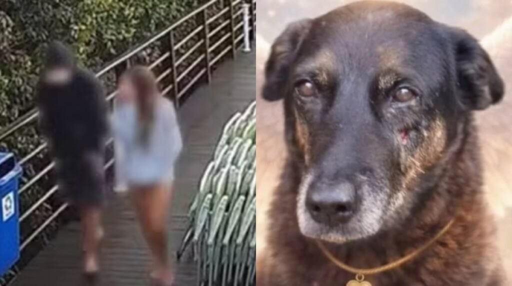 **Cão Orelha: O que Houve com os Adolescentes 2 Meses Depois?** Mais de dois meses após o trágico incidente envolvendo o **cão Orelha** na região da Praia Brava, em Florianópolis, muitas perguntas ainda pairam no ar. O que aconteceu com os adolescentes e adultos envolvidos no caso? Alguém está detido? Segundo a publicação, a apuração do caso está em sua reta final, com o **Ministério Público de Santa Catarina (MP-SC)** prestes a se posicionar sobre o inquérito. **Qual é o papel do Ministério Público de Santa Catarina no caso?** O MP-SC está atualmente analisando o material probatório enviado pela **Polícia Civil**, que inclui mais de mil horas de vídeos e documentos. A expectativa é que, nos próximos dias, o MP-SC decida se apresentará denúncia contra algum dos supostos envolvidos. Durante a análise, o MP-SC solicitou mais informações à Polícia Civil, que, por sua vez, entregou mais de "61 diligências complementares" no final de fevereiro. Esses materiais, segundo a Polícia Civil, "reforçam e corroboram as conclusões iniciais dos procedimentos policiais". **O que a Polícia Civil concluiu sobre o caso?** A Polícia Civil concluiu seu inquérito afirmando que apenas um adolescente teria sido responsável pela morte do cão Orelha. Os investigadores pediram a internação socioeducativa do rapaz. Além disso, três adultos foram indiciados por suposta coação a um porteiro que foi ouvido como testemunha. No momento, ninguém está detido, e o MP-SC está analisando se acatará ou não os pedidos feitos pela Polícia Civil. **Quais são as dificuldades enfrentadas na investigação?** Um dos principais desafios no caso do cão Orelha é a ausência de imagens da suposta agressão. A única prova existente é um laudo de uma página do veterinário que atendeu o cão. O corpo do cachorro foi exumado, mas, como isso ocorreu 40 dias após sua morte, não foi possível determinar com precisão o que aconteceu. O **Conselho Regional de Medicina Veterinária (CRMV)** de Santa Catarina destacou os desafios enfrentados por médicos-veterinários em contextos sensíveis e orientou sobre o registro técnico correto de documentos para proteger os profissionais e subsidiar o trabalho das autoridades. **Como a sociedade está reagindo ao caso?** O fato de os adolescentes envolvidos serem de famílias de classe alta gerou dúvidas sobre o tratamento do caso. Enquanto não há uma decisão final, os supostos envolvidos continuam suas vidas. Recentemente, um dos jovens foi recebido com protestos na **Universidade do Estado de Santa Catarina (Udesc)**, onde alunos pediram sua expulsão. Este jovem também teve o pai indiciado por coagir o porteiro. **Qual é a expectativa para os próximos dias?** A expectativa é que o MP-SC se posicione em breve sobre o caso, decidindo se apresentará ou não denúncias contra os envolvidos. O objetivo, segundo o MP, é garantir a elucidação completa dos fatos com rigor técnico e respeito ao devido processo legal, assegurando que nenhuma informação relevante seja desconsiderada. Em resumo, o caso do cão Orelha continua a ser um tema de grande interesse público, com muitos aguardando ansiosamente por uma resolução que traga justiça e esclarecimento sobre os eventos que levaram à morte do animal.