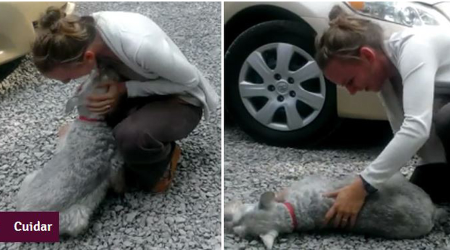 Casey, uma adorável **cachorrinha**, experimentou um dos momentos mais emocionantes de sua vida ao reencontrar sua **dona** após um longo período de **separação** de dois anos. Durante esse reencontro tão aguardado, a emoção tomou conta de Casey de tal forma que ela acabou desmaiando. Este episódio tocante ilustra a profundidade do vínculo entre humanos e seus animais de estimação, destacando a lealdade e o amor incondicional que os cães oferecem. A história de Casey começa quando, por circunstâncias não especificadas, ela e sua dona tiveram que se separar. Durante esses dois anos, Casey viveu longe de sua família, mas o tempo e a distância não foram suficientes para apagar as lembranças e o carinho que ela sentia por sua dona. Os cães são conhecidos por sua incrível capacidade de lembrar de pessoas e lugares, e Casey não foi exceção. Sua reação ao reencontro é um testemunho poderoso da memória emocional que os cães possuem. Quando finalmente chegou o dia do reencontro, a expectativa era palpável. Casey, ao ver sua dona novamente, foi tomada por uma onda avassaladora de emoção. A cena foi comovente: a cachorrinha correu em direção à sua dona, abanando o rabo freneticamente, e, ao chegar perto, a intensidade do momento foi tanta que ela simplesmente desmaiou. Este desmaio não foi causado por nenhum problema de saúde, mas sim pela sobrecarga emocional que Casey experimentou ao ver sua amada dona novamente. O caso de Casey não é isolado. Muitos especialistas em comportamento animal afirmam que os cães podem sentir emoções complexas e que o vínculo entre um cão e seu dono pode ser extremamente profundo. Estudos indicam que os cães são capazes de reconhecer seus donos mesmo após longos períodos de separação, graças ao seu olfato apurado e à sua capacidade de lembrar de experiências passadas. Além disso, a liberação de hormônios como a oxitocina durante interações positivas reforça ainda mais esse laço. A história de Casey serve como um lembrete do impacto emocional que os animais de estimação têm em nossas vidas. Eles não são apenas companheiros; são membros da família que compartilham conosco momentos de alegria, tristeza e tudo mais que a vida oferece. O reencontro de Casey com sua dona é uma celebração do amor incondicional que os cães têm por seus humanos, um amor que não se abala com o tempo ou a distância. Em suma, o desmaio de Casey ao reencontrar sua dona após dois anos de separação é um exemplo tocante da profundidade dos laços emocionais entre cães e humanos. Este episódio destaca a importância de valorizar e cuidar desses vínculos, reconhecendo o papel significativo que os animais de estimação desempenham em nossas vidas. A história de Casey é uma prova viva de que o amor verdadeiro e a lealdade não conhecem barreiras, e que, para nossos amigos de quatro patas, a presença de seus donos é o maior presente que podem receber.