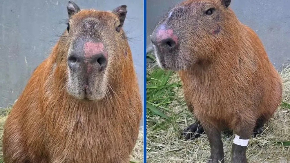 **Capivara Espancada no Rio Segue em Recuperação: Entenda o Caso e as Consequências** O que aconteceu com a capivara na Ilha do Governador? Recentemente, um caso de agressão a uma **capivara** na Ilha do Governador, Zona Norte do Rio de Janeiro, chamou a atenção do público e das autoridades. O animal foi brutalmente atacado por um grupo de oito homens na orla do Quebra Coco. Este ato de violência gerou grande comoção nas redes sociais e levantou questões sobre a segurança e proteção dos animais silvestres na região. Qual é o estado de saúde atual da capivara? De acordo com informações divulgadas, a capivara está em recuperação, mas ainda inspira cuidados. Segundo o médico-veterinário Jeferson Pires, que faz parte da equipe responsável pelo tratamento, o quadro atual do animal é estável. A capivara passou bem a noite, está ativa e voltou a se alimentar normalmente. No entanto, o traumatismo craniano causado pelas agressões ainda preocupa os veterinários. Quais são os riscos para a visão da capivara? Um dos principais riscos decorrentes do ataque é a possível perda da visão de um dos olhos da capivara. Uma nova avaliação com um especialista em oftalmologia será realizada para determinar se haverá perda definitiva da visão. Caso a cegueira seja confirmada, a recomendação é que a capivara seja encaminhada para um ambiente protegido, como um parque cercado, para evitar riscos como atropelamentos. Onde a capivara está sendo tratada? O animal está sob cuidados no **Centro de Reabilitação de Animais Silvestres**, localizado em Vargem Pequena. Este centro é especializado em tratar e reabilitar animais silvestres que sofreram algum tipo de trauma ou que necessitam de cuidados especiais antes de serem reintegrados ao seu habitat natural. Qual foi a reação pública ao caso? O caso gerou forte comoção e revolta nas redes sociais. Muitas pessoas expressaram indignação com a violência sofrida pela capivara e cobraram ações das autoridades para punir os responsáveis e prevenir futuros incidentes semelhantes. Como está o andamento das investigações? Além do estado de saúde do animal, o caso também avançou na esfera policial. Dois adolescentes foram apreendidos e tiveram a internação provisória determinada pela Justiça. Já os seis adultos envolvidos foram identificados e passaram por audiência de custódia. As agressões foram registradas por câmeras de segurança, o que ajudou na identificação dos suspeitos e reforçou a gravidade do episódio. Quais são as possíveis consequências legais para os agressores? Os envolvidos no ataque à capivara enfrentam consequências legais que podem incluir desde medidas socioeducativas para os adolescentes até penas mais severas para os adultos, dependendo do andamento das investigações e das decisões judiciais. Este caso destaca a importância de leis rigorosas para a proteção dos animais e a necessidade de conscientização sobre o respeito à vida animal. O que este caso representa para a proteção dos animais silvestres? Este incidente ressalta a necessidade de maior proteção e conscientização sobre os direitos dos animais silvestres. A violência contra animais não apenas causa sofrimento aos seres vivos, mas também reflete problemas sociais que precisam ser abordados. A sociedade e as autoridades devem trabalhar juntas para garantir que casos como este não se repitam e que os responsáveis sejam devidamente punidos. Em resumo, o caso da capivara espancada no Rio de Janeiro é um triste lembrete da violência que ainda ocorre contra animais silvestres. A recuperação do animal está em andamento, mas a possibilidade de perda de visão é uma preocupação contínua. As ações legais contra os agressores estão em curso, e a esperança é que este caso sirva de exemplo para promover maior proteção e respeito aos animais.