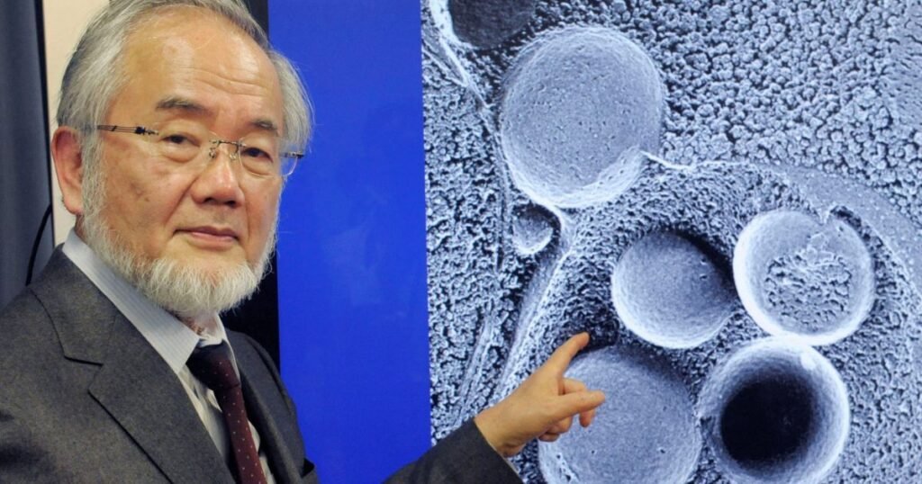 Como o jejum pode prevenir doenças como câncer e Alzheimer? O jejum ativa a autofagia, um processo celular de autolimpeza que recicla componentes danificados, prevenindo doenças como câncer e Alzheimer. Quem é Yoshinori Ohsumi e qual sua contribuição para a medicina? Yoshinori Ohsumi é um cientista japonês que descobriu os mecanismos da autofagia, ganhando o Nobel de Fisiologia ou Medicina em 2016. O que é autofagia e por que é importante para a saúde celular? A autofagia é a reciclagem de componentes celulares danificados, essencial para manter o equilíbrio e funcionalidade das células. Como o jejum intermitente influencia a autofagia? O jejum intermitente aumenta a eficiência da autofagia, promovendo regeneração celular, desintoxicação e benefícios como longevidade. Quais são as consequências de uma autofagia deficiente? Quando a autofagia falha, podem surgir condições como câncer, infecções, doenças cardiovasculares e neurodegenerativas, como Alzheimer. Por que a descoberta de Ohsumi é considerada revolucionária? A descoberta de Ohsumi abriu caminho para novas terapias, inspirando pesquisas sobre como otimizar a saúde por meio do conhecimento celular. Como a autofagia pode impactar o envelhecimento e a imunidade? Estudos investigam a estimulação da autofagia para retardar o envelhecimento, melhorar a imunidade e prevenir doenças crônicas.