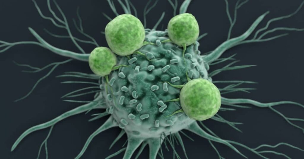 Como a nova molécula ataca o câncer? A molécula D-cisteína "corta" o fornecimento de energia das células cancerígenas, impedindo seu crescimento ao interferir na enzima NFS1, essencial para as mitocôndrias. Por que a D-cisteína é seletiva para células cancerígenas? Células cancerígenas possuem um transportador específico que facilita a absorção da D-cisteína, enquanto células saudáveis geralmente não têm esse mecanismo. Quais são os benefícios dessa abordagem em relação à quimioterapia? Essa estratégia é mais direcionada, afetando principalmente células tumorais e reduzindo efeitos colaterais em células saudáveis. Quais foram os resultados dos testes em animais? Os testes mostraram redução no crescimento de tumores agressivos sem sinais relevantes de toxicidade em outras partes do corpo. Quais são os próximos passos para essa pesquisa? Ensaios clínicos rigorosos em humanos são necessários para avaliar segurança, eficácia e possíveis efeitos colaterais. Essa descoberta pode substituir tratamentos atuais? Ainda não. A abordagem pode ser combinada com terapias existentes para potencializar os resultados. Qual é a perspectiva futura dessa estratégia? Enfraquecer o câncer ao invés de destruí-lo diretamente pode ser um caminho promissor para tratamentos mais eficazes e menos agressivos.