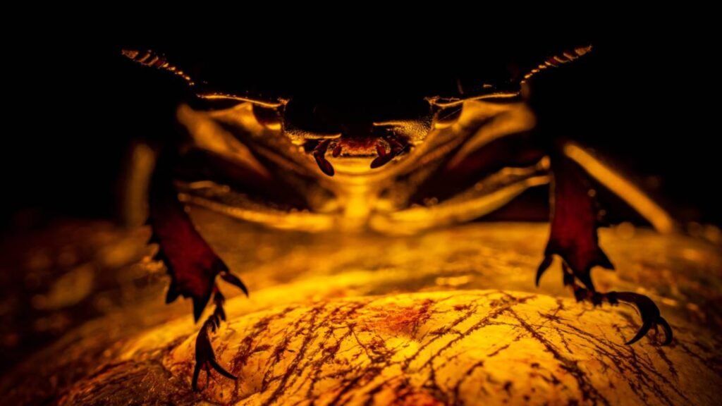 **Cientistas incrédulos após descoberta de nova espécie animal com mais de 100 milhões de anos**. Entre as montanhas verdes e antigas galerias mineiras da Cantábria, um pequeno fragmento de resina fossilizada colocou a região no mapa da paleontologia mundial. Segundo a publicação, em El Soplao, uma caverna já conhecida pelo seu rico **patrimônio geológico**, foi identificada uma nova espécie de vespa fóssil preservada em âmbar, datando de aproximadamente 105 milhões de anos. Esta descoberta não apenas destaca a importância da Cantábria no estudo de fósseis, mas também reforça o papel da região na compreensão da biodiversidade do passado. A descoberta da vespa fóssil em El Soplao é significativa por várias razões. Primeiramente, a preservação em **âmbar** permite que os cientistas estudem detalhes anatômicos que seriam impossíveis de observar em fósseis convencionais. Segundo a publicação, essa preservação excepcional oferece uma janela única para o passado, permitindo que os pesquisadores reconstruam aspectos da ecologia e comportamento das espécies que viveram há milhões de anos. Além disso, a identificação de uma nova espécie de vespa contribui para o entendimento da evolução dos insetos e suas interações ecológicas durante o período Cretáceo, uma era marcada por grandes mudanças ambientais e biológicas. A importância desta descoberta vai além da paleontologia. Segundo a publicação, ela destaca o potencial das cavernas de El Soplao como um local de interesse científico e turístico, atraindo pesquisadores e visitantes de todo o mundo. A região, já conhecida por suas formações geológicas impressionantes, agora ganha reconhecimento adicional como um sítio de preservação de fósseis de relevância internacional. Este achado sublinha a necessidade de continuar explorando e protegendo esses locais, que podem conter ainda mais segredos sobre a história da vida na Terra. Assim, a Cantábria se consolida como um ponto crucial para o estudo da paleontologia, oferecendo novas perspectivas sobre a diversidade biológica do passado.