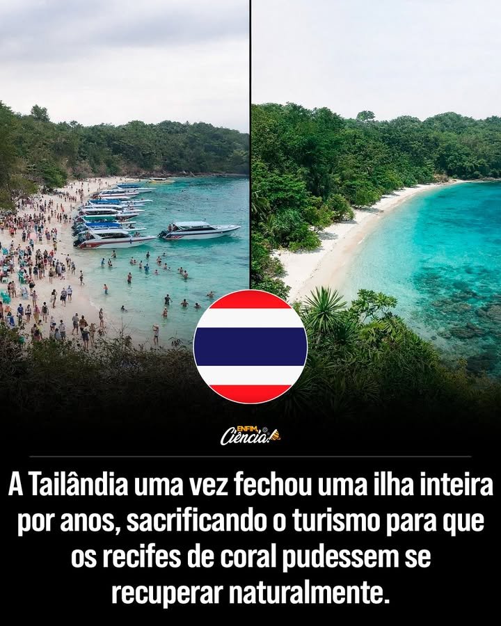 Por que a Baía de Maya foi fechada para turistas? A Baía de Maya foi fechada para permitir que a natureza se regenerasse. O turismo excessivo danificou os recifes de coral e ameaçou a vida marinha, exigindo medidas drásticas para a preservação do ecossistema. Quais eram os principais problemas causados pelo turismo na Baía de Maya? O turismo trouxe multidões constantes, lanchas em excesso e danos aos recifes de coral. Isso colocou em risco a sobrevivência do ecossistema único da baía, exigindo uma intervenção urgente. Como a Tailândia decidiu enfrentar o problema do turismo excessivo? A Tailândia optou por interditar completamente a Baía de Maya. Essa decisão, embora difícil, visava permitir que a natureza se recuperasse, mesmo com a perda de receita turística no curto prazo. Quais foram as consequências econômicas dessa decisão? A interdição da Baía de Maya resultou em uma perda significativa de receita turística. No entanto, a decisão foi vista como um investimento a longo prazo na preservação ambiental e na sustentabilidade do turismo. O que aconteceu com os corais após a interdição da baía? Com a ausência de turistas, os corais começaram a se regenerar. A redução da pressão humana permitiu que o ecossistema marinho se recuperasse, trazendo de volta a biodiversidade perdida. Como a vida marinha foi afetada pela ausência de turistas? A vida marinha prosperou sem a presença constante de turistas. Espécies que haviam desaparecido começaram a retornar, e o equilíbrio ecológico da baía foi gradualmente restaurado. Quais medidas foram implementadas para controlar o acesso à baía? O acesso à Baía de Maya agora é rigidamente controlado. Limites de visitantes e regras estritas foram estabelecidos para garantir que o turismo não volte a ameaçar o ecossistema local. Como a experiência da Baía de Maya pode servir de exemplo para outras regiões turísticas? A experiência da Baía de Maya demonstra que é possível equilibrar turismo e preservação ambiental. Com controle adequado, outras regiões podem adotar medidas semelhantes para proteger seus ecossistemas. Quais são os benefícios a longo prazo da preservação ambiental na Baía de Maya? A preservação ambiental garante a sustentabilidade do turismo e a saúde do ecossistema. A longo prazo, isso atrai visitantes conscientes e promove um turismo mais responsável e duradouro. Como a decisão de fechar a baía impactou a percepção global sobre turismo sustentável? A decisão destacou a importância do turismo sustentável. Mostrou que priorizar a natureza pode trazer benefícios duradouros, inspirando outras regiões a adotar práticas semelhantes. O que podemos aprender com a recuperação da Baía de Maya? A recuperação da baía ensina que a natureza tem uma incrível capacidade de regeneração quando recebe uma chance. Com ações responsáveis, é possível reverter danos ambientais e proteger o planeta. 🌿
