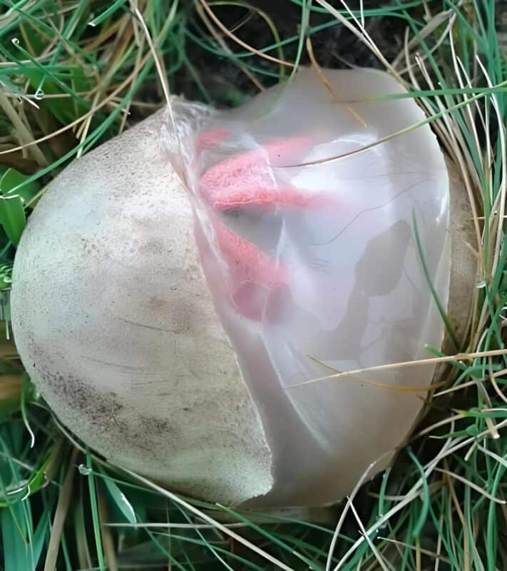 No quintal, encontrei uma criatura viscosa e avermelhada que exalava um cheiro forte e desagradável. Fiquei horrorizada ao perceber do que se tratava