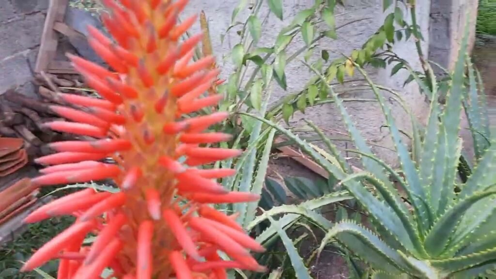 A babosa raramente floresce — mas, quando isso acontece, este é o significado