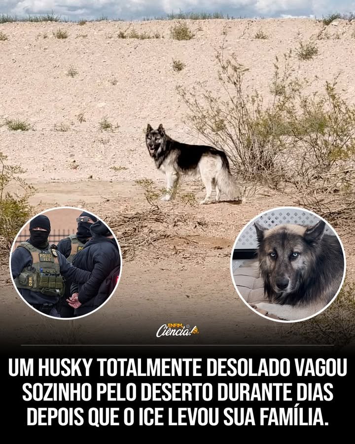 O que Jaime Simpson encontrou no deserto do Arizona? Jaime encontrou um husky solitário vagando pela areia, sem rumo e sem companhia. Inicialmente, pensou que o cão pertencia a alguém próximo, mas logo descobriu que sua família havia sido deportada, deixando-o sozinho. Como Eclipse sobreviveu no deserto? Eclipse vagou por dias, sobrevivendo por conta própria. Ele sentia falta de sua família, mas conseguiu se manter vivo até ser resgatado por Jaime, que chamou o controle de animais para ajudá-lo. Qual foi a reação de Eclipse no abrigo? No abrigo, Eclipse estava triste e retraído, sem vontade de brincar. Jaime continuou a visitá-lo, percebendo que o cão precisava de mais do que apenas cuidados básicos para se recuperar emocionalmente. O que Jaime fez para ajudar Eclipse a se sentir melhor? Jaime decidiu levar Eclipse para casa, mas o cão continuava distante. Então, Jaime tentou falar com ele em espanhol, o que fez as orelhas de Eclipse se levantarem e seu olhar mudar, mostrando que ele se sentia compreendido. Por que o espanhol foi importante para Eclipse? O espanhol era a língua em que Eclipse havia crescido, revelando que ele vinha de um lar de língua espanhola. Esse detalhe foi crucial para conquistar sua confiança e ajudá-lo a se sentir mais à vontade. Como Eclipse está hoje em sua nova casa? Hoje, Eclipse corre e brinca com os outros cães de Jaime. Ele encontrou uma nova família que o ama e promete cuidar dele para sempre, proporcionando-lhe um ambiente seguro e feliz. Qual é o desejo que ainda persiste na história de Eclipse? Apesar de estar feliz em sua nova casa, Eclipse ainda carrega o desejo de um dia se reencontrar com as pessoas que o amaram primeiro. Jaime espera que sua antiga família saiba que ele está sendo bem cuidado. O que Jaime gostaria de dizer à antiga família de Eclipse? Jaime quer que a antiga família de Eclipse saiba que ele está sendo muito bem cuidado e mimado. Ele afirma que, se um dia puderem voltar por Eclipse, ele o entregará sem hesitar, mostrando seu compromisso com o bem-estar do cão.