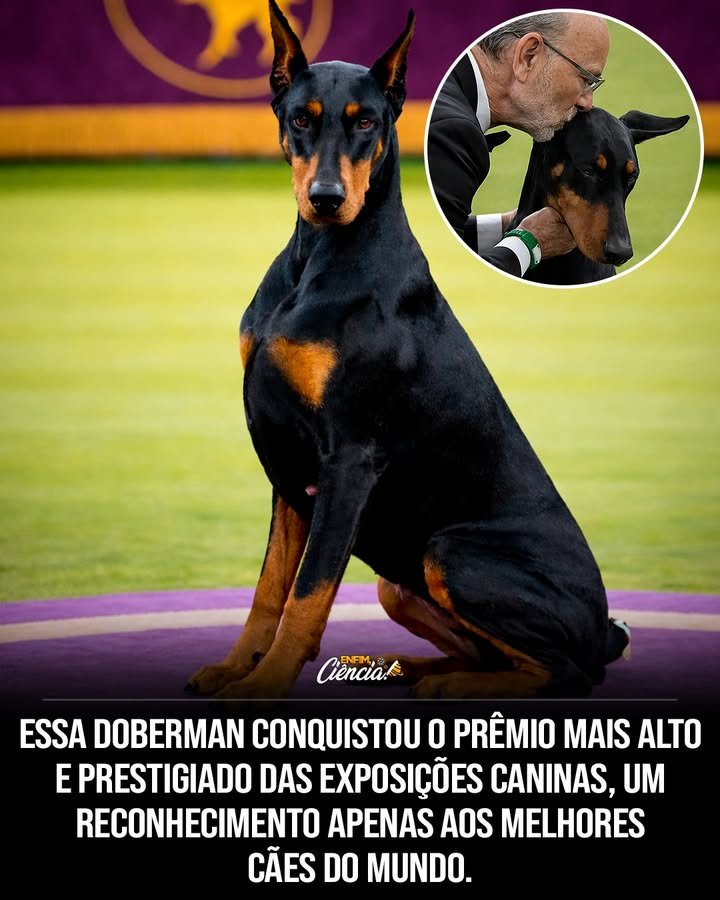 Como Penny se destacou no Westminster Kennel Club Dog Show? Penny entrou no ringue com confiança e elegância. Cada movimento mostrava equilíbrio entre força e refinamento, características essenciais dos grandes Dobermans. Sua presença era marcante, transmitindo segurança e harmonia. Por que o Westminster Kennel Club Dog Show é tão prestigiado? É a exposição canina mais antiga dos EUA, realizada desde 1877 em Nova York. Considerada o auge das competições de conformação, reúne os melhores cães do mundo em um julgamento rigoroso. Qual é o processo de julgamento no Westminster? O julgamento começa com o Melhor da Raça, seguido pelo Melhor do Grupo. Para os Dobermans, é o Working Group. Os vencedores disputam o título de Best in Show, o prêmio máximo da competição. O que a vitória de Penny representa para a raça Doberman? A vitória de Penny simboliza o ápice do que um Doberman pode alcançar: excelência física, temperamento exemplar e apresentação perfeita. Ela se tornou um ícone da raça, superando padrões exigentes e uma elite global. Como a presença de Penny no ringue foi descrita? Penny foi descrita como tendo uma postura confiante, com passos firmes e movimentos precisos. Sua presença destacava-se pela combinação de elegância, força e confiança, características que definem os grandes Dobermans. Qual é a importância do título de Best in Show? O título de Best in Show é o prêmio mais cobiçado no Westminster. Vencer significa superar os melhores cães do mundo, demonstrando excelência em conformação, temperamento e apresentação. Como a vitória de Penny impacta a história do Westminster? Penny entrou para a história do Westminster ao conquistar o prêmio máximo. Sua vitória não é apenas um troféu, mas uma consolidação como ícone da raça Doberman, destacando-se em uma competição de elite. Quais são as características essenciais para um Doberman no Westminster? Um Doberman deve demonstrar equilíbrio entre elegância e força, confiança, excelência física e temperamento exemplar. A apresentação precisa ser impecável para se destacar na competição. Por que a vitória de Penny é tão significativa? A vitória de Penny é significativa porque ela superou décadas de história e padrões exigentes. Ela não venceu apenas outros cães, mas também se consolidou como um verdadeiro ícone da raça Doberman. Como a performance de Penny foi vista pelos juízes? Os juízes viram a performance de Penny como impecável. Sua presença no ringue transmitia segurança absoluta e uma rara harmonia entre potência e refinamento, destacando-se entre os concorrentes. Qual é o legado de Penny após sua vitória? O legado de Penny é ser um exemplo de excelência para a raça Doberman. Sua vitória no Westminster a consolidou como um ícone, inspirando futuros competidores a alcançar o mesmo nível de perfeição. 🏆🐾