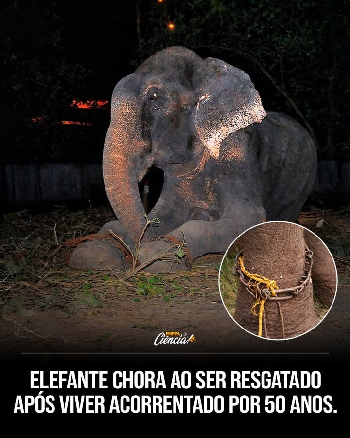 Por que Raju viveu preso por tanto tempo? Raju foi mantido acorrentado por 50 anos como atração turística. Seu dono o explorava, e ele vivia cercado de lixo, comendo plástico e papel para sobreviver. Como Raju foi resgatado? Uma equipe de resgate viajou até a Índia e, numa operação noturna, enfrentou o homem que o mantinha preso. Apesar das ameaças, conseguiram libertá-lo. Por que Raju chorou ao ser libertado? Raju chorou lágrimas de dor acumulada e esperança. Ele expressou emoções profundas, mostrando ao mundo o sofrimento que viveu e a esperança de um futuro melhor. Os elefantes são realmente emocionais? Sim, os elefantes têm cérebros emocionais complexos. Raju demonstrou isso ao chorar, evidenciando a dor e a esperança que sentia. Qual foi o impacto emocional do resgate de Raju? O resgate de Raju tocou muitos, mostrando a capacidade dos elefantes de sentir emoções profundas e a importância de lutar pela liberdade animal. Onde Raju vive agora? Raju agora vive em um santuário, livre de correntes e violência. Ele está cercado por árvores, terra e cuidado, vivendo em paz. Qual é a importância dos santuários para elefantes? Santuários oferecem um ambiente seguro e natural para elefantes resgatados, permitindo que vivam livres de exploração e sofrimento. Como a história de Raju inspira a luta pela liberdade animal? A história de Raju destaca a importância do resgate e reabilitação de animais explorados, inspirando ações para proteger e libertar outros em situações semelhantes. O que podemos aprender com a resiliência de Raju? Raju nos ensina sobre a força e a esperança, mesmo após anos de sofrimento. Sua história é um lembrete poderoso da capacidade de recuperação e do valor da liberdade. Por que é crucial agir contra a exploração animal? A exploração animal causa sofrimento imenso. Agir contra isso é essencial para garantir que animais como Raju possam viver livres e dignos. Como podemos ajudar outros animais como Raju? Apoiar organizações de resgate, promover a conscientização e lutar por leis de proteção animal são formas de ajudar animais em situações de exploração. Qual é o papel das emoções na recuperação de animais resgatados? As emoções são cruciais na recuperação, permitindo que animais como Raju processem o trauma e se adaptem a uma vida de liberdade e cuidado. Como a história de Raju pode mudar percepções sobre elefantes? A história de Raju destaca a inteligência e a profundidade emocional dos elefantes, desafiando percepções e promovendo respeito e proteção. Por que a liberdade é tão importante para animais como Raju? A liberdade permite que animais vivam de acordo com seus instintos naturais, livres de sofrimento e exploração, garantindo bem-estar e dignidade. O que o futuro reserva para Raju? Com a liberdade e o cuidado no santuário, Raju pode finalmente viver em paz, cercado por amor e natureza, aproveitando cada dia de sua nova vida. 🐘💚
