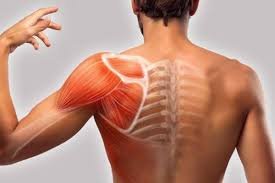 Dor no ombro à noite: possíveis razões que muitas pessoas ignoram