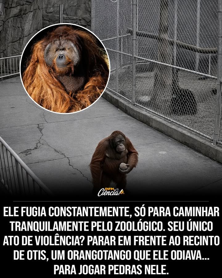 Quem foi Ken Allen e por que ele é famoso? Ken Allen era um orangotango do San Diego Zoo, conhecido por suas incríveis habilidades de fuga. Ele escapou três vezes de um recinto de segurança máxima, tornando-se uma lenda no reino animal. Como Ken Allen conseguia escapar do zoológico? Apesar das medidas de segurança, Ken Allen usava sua inteligência para enganar os tratadores e encontrar maneiras de sair do recinto, sem que ninguém percebesse como ele fazia isso. O que Ken Allen fazia após escapar? Após escapar, Ken Allen caminhava tranquilamente pelo zoológico, observando os outros animais como se fosse um visitante. Ele não causava confusão nem atacava ninguém. Ken Allen tinha algum comportamento peculiar durante suas fugas? Sim, Ken Allen tinha uma rivalidade com outro orangotango chamado Otis. Sempre que escapava, ele fazia questão de visitar o recinto de Otis para jogar pedras nele. Quais medidas o zoológico tomou para impedir as fugas de Ken Allen? O zoológico aumentou os muros, colocou fios elétricos e até vestiu funcionários como turistas para espioná-lo. Nada disso impediu Ken Allen de continuar escapando. Como Ken Allen reagia aos funcionários disfarçados de turistas? Ken Allen percebia os disfarces e ficava sentado, encarando os "turistas" até que eles fossem embora, mostrando sua inteligência e percepção aguçada. O que o zoológico fez para tentar entender as fugas de Ken Allen? Desesperados, os responsáveis contrataram escaladores profissionais para identificar possíveis apoios nas paredes do recinto. As paredes foram lixadas até ficarem lisas. Essas medidas resolveram o problema das fugas? Não, mesmo com todas as medidas, Ken Allen continuou escapando, provando ser um verdadeiro mestre das fugas. Como a fama de Ken Allen impactou o zoológico? Ken Allen se tornou tão famoso que o zoológico começou a vender camisetas com a frase "Free Ken Allen", transformando-o em uma celebridade local. 🦧😄 Por que Ken Allen é comparado a Houdini? Ken Allen é comparado a Houdini devido à sua habilidade impressionante de escapar de situações aparentemente impossíveis, assim como o famoso ilusionista. Qual foi a reação do público às escapadas de Ken Allen? O público ficou fascinado pelas escapadas de Ken Allen, admirando sua inteligência e carisma, o que aumentou sua popularidade. Ken Allen representava algum perigo para os visitantes do zoológico? Não, Ken Allen não representava perigo. Ele apenas caminhava pelo zoológico sem causar problemas, exceto por sua rivalidade com Otis. Como Ken Allen influenciou a percepção sobre orangotangos? Ken Allen destacou a inteligência e a capacidade de adaptação dos orangotangos, aumentando o interesse e a admiração por esses animais. O que a história de Ken Allen nos ensina sobre os animais em cativeiro? A história de Ken Allen nos lembra que os animais em cativeiro podem ser extremamente inteligentes e encontrar maneiras criativas de superar desafios. Ken Allen ainda é lembrado hoje em dia? Sim, Ken Allen continua sendo uma lenda no San Diego Zoo e entre os entusiastas de animais, simbolizando a engenhosidade e o espírito livre dos orangotangos.