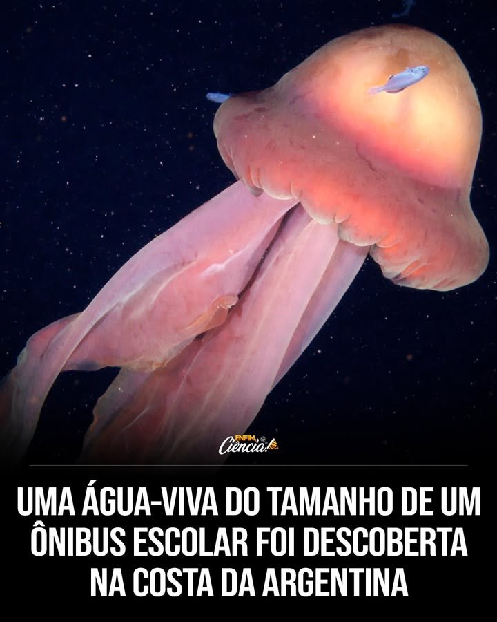 Qual é a importância da descoberta da água-viva fantasma gigante? A descoberta destaca a biodiversidade inexplorada dos oceanos e a importância de estudar espécies raras para entender melhor os ecossistemas marinhos. Por que a Stygiomedusa gigantea é chamada de "água-viva fantasma"? Ela é chamada assim devido à sua raridade e aparência etérea, com braços longos e ondulantes que se movem de forma fantasmagórica nas profundezas do oceano. Como a água-viva fantasma captura suas presas? Ao contrário de outras águas-vivas, ela não usa tentáculos urticantes. Seus longos apêndices capturam plâncton e pequenos peixes, oferecendo abrigo seguro para jovens organismos. Qual é o tamanho da Stygiomedusa gigantea? Ela possui uma campânula de cerca de 90 cm de largura e quatro braços que se estendem por 10 metros, superando o comprimento de um ônibus escolar. Onde a água-viva fantasma foi encontrada? Ela foi filmada a uma profundidade de 250 metros na costa da Argentina, durante uma expedição do Schmidt Ocean Institute. O que mais foi descoberto na expedição além da água-viva? Um vasto sistema de recifes de corais foi descoberto, funcionando como um ponto quente de biodiversidade e abrigando espécies desconhecidas. Qual é a extensão do sistema de recifes descoberto? O sistema de recifes tem um tamanho aproximado ao da Cidade do Vaticano, revelando um habitat rico em biodiversidade. Quantas espécies desconhecidas foram encontradas nos recifes? Pelo menos 28 espécies até então desconhecidas foram identificadas, ampliando nosso conhecimento sobre a vida marinha. Por que a descoberta dos recifes é significativa? Ela demonstra que o oceano profundo ainda guarda ecossistemas imensos e inexplorados, desafiando nossa compreensão da biodiversidade marinha. Como a localização dos recifes surpreendeu os cientistas? Os recifes foram encontrados 600 km mais ao sul do que qualquer registro anterior, indicando áreas inexploradas de biodiversidade. Qual é o impacto das descobertas na ciência marinha? As descobertas incentivam mais pesquisas e conservação, destacando a necessidade de proteger ecossistemas marinhos únicos e vulneráveis. Como essas descobertas podem influenciar a conservação marinha? Elas ressaltam a importância de proteger áreas inexploradas e a necessidade de políticas de conservação para preservar a biodiversidade. O que essas descobertas revelam sobre o oceano profundo? Elas mostram que o oceano profundo é um vasto território inexplorado, cheio de surpresas e essencial para a biodiversidade global. Qual é o papel do Schmidt Ocean Institute nessas descobertas? O instituto liderou a expedição que resultou nas descobertas, contribuindo significativamente para o avanço do conhecimento marinho. Como a tecnologia ajudou na descoberta da água-viva e dos recifes? Tecnologias avançadas de mapeamento e filmagem permitiram capturar imagens e dados detalhados das profundezas oceânicas. Por que é importante continuar explorando os oceanos? A exploração contínua é crucial para descobrir novas espécies, entender ecossistemas e desenvolver estratégias de conservação eficazes. Como a descoberta da água-viva e dos recifes pode inspirar futuras pesquisas? Ela motiva cientistas a explorar áreas inexploradas, buscando entender melhor a complexidade e a interconexão dos ecossistemas marinhos.