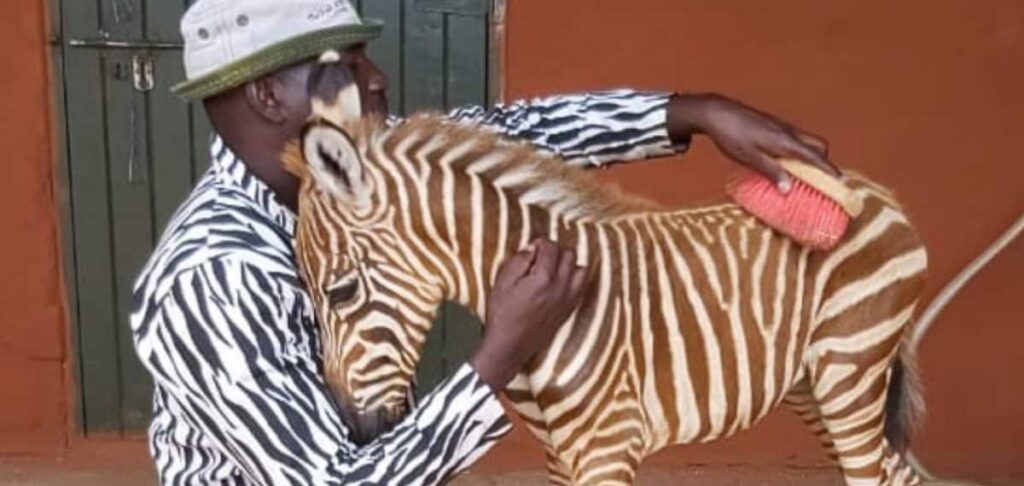 Um **bebê zebra órfão** encontrou conforto e segurança em uma reserva graças à dedicação e criatividade dos funcionários. Após a perda de sua mãe, o filhote poderia ter enfrentado um futuro solitário e incerto. No entanto, a equipe da reserva desenvolveu uma abordagem inovadora para garantir que o pequeno animal se sentisse acolhido e amado. Vestindo trajes listrados, semelhantes às marcas naturais das zebras, os funcionários conseguiram criar um ambiente familiar e seguro para o filhote. A perda de um progenitor é um evento traumático para qualquer animal jovem, especialmente para espécies sociais como as zebras. Esses animais dependem fortemente de suas mães nos primeiros meses de vida para proteção, alimentação e aprendizado das habilidades necessárias para a sobrevivência. Sem a presença materna, um filhote de zebra pode enfrentar desafios significativos, incluindo a dificuldade de integração social e a vulnerabilidade a predadores. Os **funcionários da reserva** entenderam a importância de proporcionar ao filhote um substituto para a presença materna. Ao vestir trajes listrados, eles não apenas imitam a aparência visual das zebras adultas, mas também ajudam a criar um vínculo emocional com o filhote. Essa estratégia visa reduzir o estresse e a ansiedade do animal, promovendo um senso de segurança e pertencimento. O uso de trajes listrados pelos cuidadores não é apenas uma medida estética. As listras das zebras têm funções importantes na natureza, como camuflagem e regulação da temperatura corporal. Além disso, acredita-se que as listras ajudem as zebras a reconhecerem umas às outras e a fortalecerem os laços sociais dentro do grupo. Ao replicar esse padrão, os funcionários da reserva estão, de certa forma, falando a "linguagem" das zebras, facilitando a comunicação e a interação com o filhote. Essa abordagem inovadora destaca a dedicação e o compromisso dos cuidadores em garantir o bem-estar dos animais sob seus cuidados. O conforto emocional do filhote é uma prioridade, e os trajes listrados são apenas uma das muitas estratégias utilizadas para alcançar esse objetivo. Além disso, a equipe da reserva também se concentra em fornecer uma dieta adequada e oportunidades de socialização com outras zebras, quando possível, para garantir um desenvolvimento saudável e equilibrado. O caso do bebê zebra órfão é um exemplo inspirador de como a empatia e a criatividade podem fazer a diferença na vida dos animais. Ao adotar medidas que vão além do cuidado físico, os funcionários da reserva demonstram um profundo respeito e compreensão das necessidades emocionais dos animais. Essa abordagem holística não só beneficia o filhote, mas também serve como um modelo para outras instituições que cuidam de animais órfãos ou em situação de vulnerabilidade. Em resumo, a história do bebê zebra e seus cuidadores listrados é um testemunho do poder do cuidado compassivo e da inovação no manejo de animais selvagens. Ao criar um ambiente que simula a presença materna, os funcionários da reserva não apenas garantem a sobrevivência do filhote, mas também promovem seu bem-estar emocional, preparando-o para um futuro mais promissor.