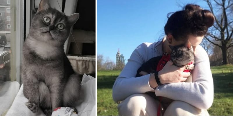 A história de **Bean**, uma gatinha que foi considerada "feia demais" para ser adotada, é um exemplo tocante de como o amor e a empatia podem transformar vidas. No abrigo onde Bean vivia, muitos a julgavam pela aparência, mas para **Francisca**, ela era a gatinha mais linda que já tinha visto. Essa percepção única e cheia de carinho levou Bean a encontrar um novo lar, onde finalmente pôde experimentar o amor e a segurança de uma família. Desde o momento em que foi adotada, Bean demonstrou uma ligação especial com sua nova dona. No início, ela não desgrudava de Francisca, mostrando toda a sua gratidão e amor por finalmente ter encontrado um lar. Essa proximidade inicial era um reflexo do medo que Bean tinha de ser abandonada novamente. A gatinha, que antes era vista apenas por sua aparência, agora tinha alguém que a via por quem ela realmente era: um ser cheio de amor para dar. A relação entre Bean e Francisca é um exemplo claro de como a aparência não define o valor de um ser. Muitas vezes, animais em abrigos são julgados por características superficiais, o que pode atrasar ou até impedir sua adoção. No entanto, histórias como a de Bean mostram que, quando se olha além das aparências, é possível encontrar companheiros incríveis e leais. Francisca revelou que, com o tempo, Bean começou a se sentir mais segura em seu novo lar. A confiança que foi construída entre as duas permitiu que a gatinha explorasse o ambiente ao seu redor, sempre voltando para o colo de sua dona quando precisava de conforto. Essa transformação é um testemunho do poder do amor e da paciência na construção de laços duradouros. A adoção de Bean também destaca a importância de considerar animais que, à primeira vista, podem não atender aos padrões convencionais de beleza. Cada animal tem sua própria personalidade e potencial para trazer alegria e amor para uma casa. Ao adotar um animal de um abrigo, especialmente aqueles que são frequentemente ignorados, as pessoas têm a oportunidade de fazer uma diferença significativa na vida de um ser que só deseja ser amado. Além disso, a história de Bean e Francisca serve como um lembrete para os abrigos e para aqueles que procuram adotar: a verdadeira beleza de um animal está em sua capacidade de amar e ser amado. Quando se dá uma chance a esses animais, eles frequentemente retribuem com lealdade e carinho incondicionais. Em resumo, a jornada de Bean de "feia demais" para um membro amado de uma família é uma lição sobre empatia, amor e a importância de olhar além das aparências. Francisca viu em Bean o que muitos não conseguiram ver, e essa visão mudou a vida de ambas para sempre. Que essa história inspire mais pessoas a considerar a adoção de animais que esperam por uma chance de mostrar seu verdadeiro valor.