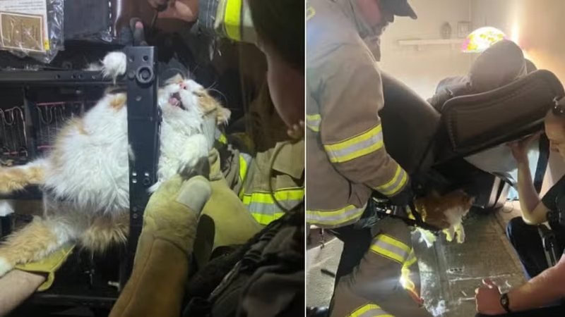 O que aconteceu com o gato acima do peso no Kansas? 🐱 Um gato laranja, da raça "arteiro", tentou fugir de uma consulta veterinária e acabou preso em uma cadeira reclinável, necessitando do resgate dos bombeiros. Como o gato ficou preso na cadeira? Na tentativa de escapar da consulta, o felino ficou preso nos pés de uma cadeira reclinável, gerando uma situação inusitada. Quem ajudou a resgatar o gato preso? O Corpo de Bombeiros de Overland utilizou ferramentas, incluindo uma serra, para libertar o gato da cadeira. O que aconteceu após o resgate do gato? Depois de ser resgatado, o gato conseguiu realizar a consulta veterinária normalmente, apesar do susto. Como o público ficou sabendo do incidente? O Departamento de Polícia de Overland Park compartilhou fotos da situação inusitada em uma postagem no Instagram.