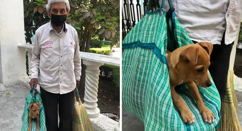 Em **Tamaulipas**, no México, uma história tocante de amor e companheirismo entre um idoso e seu cãozinho tem emocionado muitas pessoas. **Don Cirilo**, um senhor de idade avançada, é visto diariamente nas ruas vendendo vassouras, sempre acompanhado de seu fiel amigo, um cão vira-lata. A imagem de Don Cirilo carregando seu cãozinho em uma bolsa enquanto trabalha é um testemunho da beleza e pureza do vínculo entre humanos e animais. A relação entre Don Cirilo e seu cãozinho não é apenas de dono e animal de estimação, mas sim de verdadeiros companheiros. Todos os dias, Don Cirilo percorre as ruas de Tamaulipas com suas vassouras, e seu cãozinho está sempre ao seu lado, confortavelmente instalado em uma bolsa. Este gesto simples, mas carregado de significado, demonstra o cuidado e a dedicação que Don Cirilo tem por seu amigo de quatro patas. O cão, por sua vez, retribui com lealdade e companhia constante, tornando-se um parceiro inseparável nas jornadas diárias de Don Cirilo. A imagem de Don Cirilo e seu cãozinho tem circulado amplamente na internet, tocando o coração de muitos que veem nela um exemplo de amor incondicional. Em um mundo onde muitas vezes os idosos enfrentam a solidão, a presença do cãozinho na vida de Don Cirilo é um lembrete poderoso da importância dos laços afetivos. Animais de estimação, como o cãozinho de Don Cirilo, oferecem não apenas companhia, mas também conforto emocional e uma sensação de propósito. Além do aspecto emocional, a história de Don Cirilo também destaca a realidade de muitos idosos que continuam a trabalhar para sustentar a si mesmos e seus entes queridos. Vender vassouras nas ruas de Tamaulipas é a forma que Don Cirilo encontrou para garantir seu sustento e o de seu fiel amigo. Este trabalho, que pode parecer simples, é realizado com dignidade e dedicação, mostrando a resiliência e a força de vontade de Don Cirilo. A relação entre Don Cirilo e seu cãozinho também serve como um lembrete da importância de tratar os animais com respeito e carinho. O cuidado que Don Cirilo demonstra por seu cãozinho é um exemplo de como os animais devem ser tratados: com amor, atenção e respeito. Em troca, os animais oferecem lealdade, amor incondicional e uma amizade que transcende as palavras. Em suma, a história de Don Cirilo e seu cãozinho é uma celebração do amor e da amizade verdadeira. É um exemplo inspirador de como os laços entre humanos e animais podem enriquecer nossas vidas de maneiras profundas e significativas. A imagem de Don Cirilo carregando seu cãozinho em uma bolsa enquanto vende vassouras nas ruas de Tamaulipas é mais do que uma simples fotografia; é um testemunho do poder do amor e da amizade em suas formas mais puras.