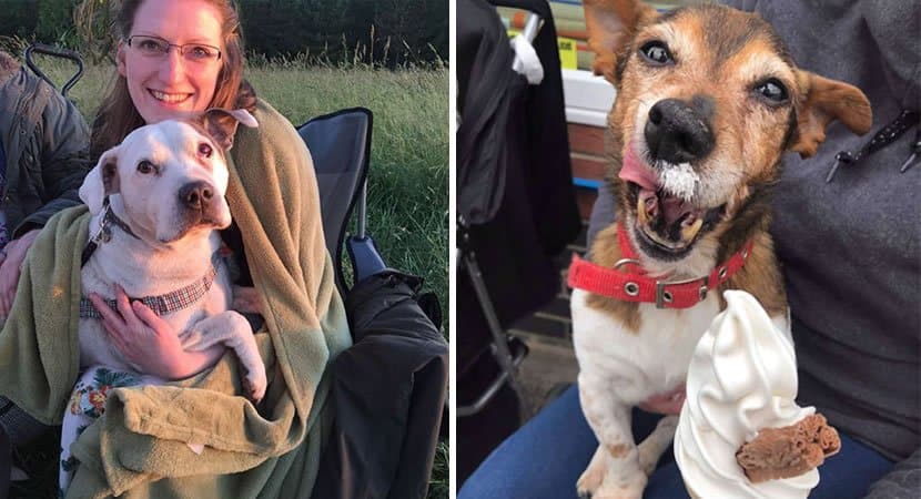 A **enfermeira aposentada Nicola Coyle** encontrou uma maneira especial de proporcionar amor e cuidado a cães abandonados em seus últimos dias de vida. Com um coração generoso e uma paixão por animais, Nicola criou um **santuário** dedicado a oferecer um lar acolhedor e cheio de carinho para esses cães que, muitas vezes, foram negligenciados e deixados à própria sorte. Este santuário não é apenas um refúgio, mas um lugar onde cada cão pode experimentar dignidade, respeito e amor incondicional em seus momentos finais. Nicola Coyle, com sua vasta experiência como enfermeira, compreende profundamente a importância dos cuidados paliativos, não apenas para humanos, mas também para animais. Ela percebeu que muitos cães idosos ou doentes eram frequentemente ignorados nos abrigos, enfrentando a possibilidade de passar seus últimos dias sem o conforto de um lar. Motivada por essa realidade, Nicola decidiu agir, transformando sua casa em um **santuário para cães** que necessitam de cuidados especiais. O santuário de Nicola é mais do que um abrigo; é um lar onde cada cão é tratado como membro da família. Ela se dedica a conhecer cada animal individualmente, entendendo suas necessidades e oferecendo-lhes o melhor cuidado possível. Isso inclui alimentação adequada, cuidados veterinários e, acima de tudo, muito amor e atenção. Nicola acredita que cada cão merece sentir-se amado e valorizado, independentemente de sua idade ou condição de saúde. Além dos cuidados físicos, Nicola se empenha em proporcionar experiências que tragam alegria aos cães. Ela organiza passeios, festas de aniversário e até mesmo pequenas viagens para garantir que cada cão tenha momentos felizes e memoráveis. Essa abordagem não apenas melhora a qualidade de vida dos cães, mas também ajuda a aliviar o estresse e a ansiedade que muitos deles carregam devido a experiências passadas de abandono ou maus-tratos. O impacto do trabalho de Nicola vai além dos cães que ela acolhe. Sua dedicação e compaixão inspiram outras pessoas a considerar a adoção de animais idosos ou doentes, mostrando que esses cães ainda têm muito amor para dar e receber. O santuário também serve como um lembrete poderoso da importância de tratar todos os seres vivos com dignidade e respeito, independentemente de sua condição. A história de Nicola Coyle e seu santuário é um testemunho do poder do amor e da compaixão. Ela demonstra que, com dedicação e empatia, é possível fazer uma diferença significativa na vida de seres que muitas vezes são esquecidos pela sociedade. O santuário não apenas transforma a vida dos cães que acolhe, mas também toca o coração de todos que conhecem essa iniciativa inspiradora. Em resumo, o santuário criado por Nicola Coyle é um exemplo brilhante de como o amor e o cuidado podem transformar vidas. Ao oferecer um lar cheio de carinho para cães em seus últimos dias, Nicola não apenas melhora a qualidade de vida desses animais, mas também promove uma mensagem poderosa de compaixão e humanidade. Sua história é um lembrete de que cada ato de bondade, por menor que seja, tem o potencial de criar um impacto duradouro e positivo no mundo.