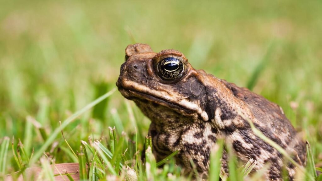 Por que sapos aparecem no meu quintal? A presença de sapos indica um ambiente equilibrado, com umidade e oferta de insetos. Eles são aliados no controle de pragas e sinalizam qualidade ambiental. Os sapos são perigosos para humanos ou animais? Não atacam ativamente, mas suas secreções podem irritar mucosas. Evite contato direto e lave a área se houver exposição. Como afastar sapos de forma segura? Use objetos do dia a dia para guiá-los, sem tocar diretamente. Higienize as mãos após o procedimento. Quais são os benefícios dos sapos no quintal? Eles controlam pragas naturalmente, reduzindo a necessidade de venenos e contribuindo para o equilíbrio ecológico. Como posso tornar meu quintal mais seguro sem eliminar sapos? Reduza água parada, controle pesticidas e instale telas em ralos para minimizar encontros inesperados. O que fazer se meu pet entrar em contato com um sapo? Evite que cães e gatos mordam sapos. Se houver contato, lave a área exposta e procure atendimento se necessário. Como os sapos indicam a qualidade ambiental do meu quintal? Como bioindicadores, sugerem um ambiente com umidade, vegetação e menos produtos químicos agressivos.