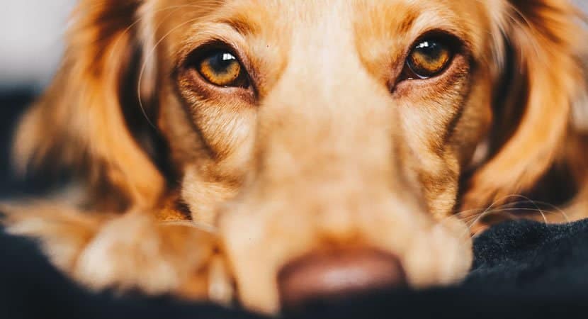 Em muitas casas, os **animais** desempenham um papel fundamental na dinâmica familiar, mostrando que, em muitos aspectos, eles podem ser mais "humanos" do que se imagina. No ambiente doméstico, os laços entre humanos e animais se fortalecem através de interações diárias que promovem o afeto, a lealdade e o apoio mútuo. Esses laços são tão profundos que, muitas vezes, os animais são considerados membros da família, participando ativamente da vida cotidiana e contribuindo para o bem-estar emocional de todos. Os **animais de estimação**, como cães e gatos, são conhecidos por sua capacidade de oferecer amor incondicional. Eles não julgam, não guardam rancor e estão sempre prontos para oferecer conforto nos momentos difíceis. Essa habilidade de proporcionar apoio emocional é uma das razões pelas quais muitas pessoas consideram que os animais podem ser mais "humanos" do que algumas pessoas. Em um mundo onde as relações humanas podem ser complexas e desafiadoras, a simplicidade e a sinceridade dos animais são um alívio bem-vindo. Além disso, os animais têm uma incrível capacidade de perceber as emoções humanas. Estudos mostram que cães, por exemplo, podem detectar mudanças no tom de voz e na linguagem corporal de seus donos, respondendo de maneira a oferecer conforto ou alegria. Essa empatia natural é um dos aspectos que reforçam a ideia de que os animais são seres sensíveis e conscientes, capazes de formar conexões profundas com os humanos. A convivência com animais também ensina lições valiosas sobre responsabilidade e cuidado. Cuidar de um animal exige dedicação, paciência e compromisso, qualidades que são essenciais em qualquer relacionamento humano. Ao atender às necessidades de seus animais de estimação, as pessoas desenvolvem um senso de empatia e altruísmo, características que são fundamentais para a convivência harmoniosa em sociedade. Os animais também desempenham um papel importante na saúde mental e física dos humanos. Estudos indicam que a interação com animais pode reduzir os níveis de estresse, diminuir a pressão arterial e até mesmo melhorar a saúde cardiovascular. Além disso, a presença de um animal de estimação pode aliviar sintomas de depressão e ansiedade, proporcionando uma sensação de propósito e pertencimento. Em muitas famílias, os animais são uma fonte constante de alegria e entretenimento. Suas travessuras e personalidades únicas trazem risadas e momentos de felicidade, criando memórias preciosas que são compartilhadas entre todos os membros da família. Essa capacidade de trazer alegria e leveza para o dia a dia é mais uma razão pela qual os animais são tão valorizados e amados. Por fim, a relação entre humanos e animais é uma via de mão dupla, onde ambos se beneficiam e crescem juntos. Os animais oferecem amor, lealdade e apoio, enquanto os humanos proporcionam cuidado, proteção e carinho. Essa troca constante fortalece os laços entre espécies e destaca a importância dos animais em nossas vidas. Em resumo, os **animais** são seres extraordinários que, em muitos aspectos, exemplificam qualidades que todos nós deveríamos aspirar a ter. Eles nos ensinam sobre amor incondicional, empatia e a importância de cuidar uns dos outros. Em um mundo onde as relações humanas podem ser complicadas, os animais nos lembram do poder da simplicidade e da sinceridade. Assim, é justo dizer que, em muitos casos, os animais são mais "humanos" do que muita gente.