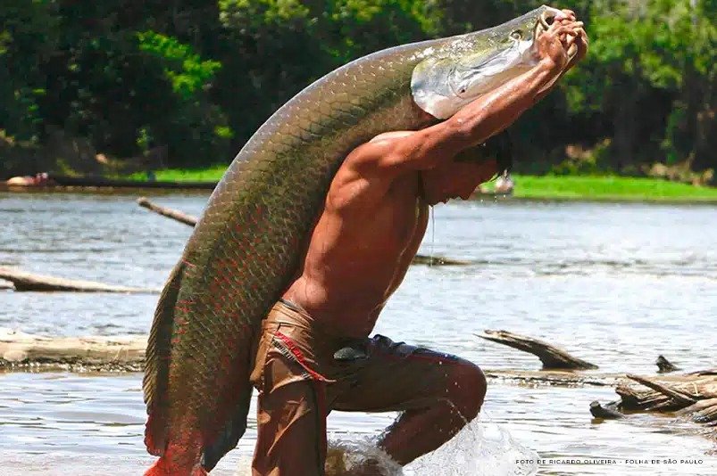 **Pirarucu é classificado como invasor e tem pesca liberada no Pantanal** O **pirarucu**, conhecido como um dos maiores peixes de água doce do mundo, foi recentemente classificado como uma espécie invasora fora da Amazônia. Mas o que isso significa para o meio ambiente e para as comunidades locais? Segundo a publicação, o governo federal tomou a decisão de liberar a pesca do pirarucu em regiões como o Pantanal, com o objetivo de controlar sua população. Mas por que essa medida foi necessária? Primeiramente, é importante entender o papel do pirarucu como **predador de topo**. Isso significa que ele se alimenta de diversas espécies menores, interferindo diretamente no equilíbrio do ambiente. Fora da Amazônia, o pirarucu não encontra predadores naturais, o que permite que sua população cresça rapidamente. Essa expansão descontrolada pode ameaçar espécies nativas, alterando o ecossistema local. Pesquisadores já registraram a presença do pirarucu em rios da Bacia do Paraguai, incluindo áreas do Pantanal. Mas como o pirarucu chegou a essas regiões? A expansão do pirarucu fora de sua área natural ocorre, principalmente, devido à criação do peixe em cativeiro fora da Amazônia. Em alguns casos, exemplares escapam ou são introduzidos em novos ambientes, facilitando a disseminação da espécie. Com a população do pirarucu crescendo em áreas onde ele não deveria estar, quais são as consequências para o ecossistema? A presença do pirarucu fora da Amazônia representa um risco real, segundo especialistas. O peixe, ao se alimentar de espécies menores, pode causar um desequilíbrio no ecossistema, ameaçando a biodiversidade local. Para enfrentar esse desafio, o governo federal decidiu liberar a pesca do pirarucu sem limite de tamanho ou quantidade em áreas onde ele não ocorre naturalmente. Mas como essa medida pode ajudar? A liberação da pesca do pirarucu visa reduzir sua população e minimizar os impactos ambientais. Além disso, a medida cria oportunidades econômicas para pescadores locais, que podem capturar o peixe durante todo o ano. No entanto, existe uma limitação importante: o peixe só pode ser vendido dentro do estado onde foi capturado. Isso significa que, embora a pesca possa gerar renda, ela também enfrenta restrições logísticas. Apesar da liberação da pesca, a medida não resolve o problema por completo. Funciona como uma tentativa de controle, buscando proteger o equilíbrio dos ecossistemas e evitar impactos ainda maiores no futuro. Mas será que essa estratégia será suficiente para conter a expansão do pirarucu? A resposta ainda não é clara. Enquanto a pesca pode ajudar a controlar a população do pirarucu, é essencial que outras medidas sejam consideradas para garantir a proteção dos ecossistemas locais. A conscientização sobre a criação e manejo do pirarucu em cativeiro, bem como a implementação de políticas de conservação, são passos importantes para enfrentar esse desafio. Em resumo, a classificação do pirarucu como espécie invasora e a liberação de sua pesca no Pantanal são medidas que refletem a complexidade da gestão ambiental. Ao mesmo tempo que buscam proteger o meio ambiente, essas ações também oferecem oportunidades econômicas para as comunidades locais. No entanto, é crucial continuar monitorando a situação e adaptando as estratégias conforme necessário para garantir um equilíbrio sustentável entre conservação e desenvolvimento econômico.