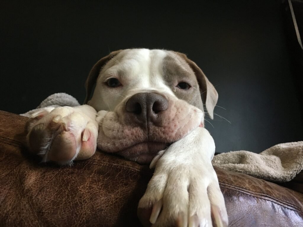 **Por que chocolate faz mal para os cachorros?** O chocolate, um doce amplamente apreciado por humanos, pode ser extremamente prejudicial para os cães. Segundo a publicação da Exame, o problema reside em um estimulante presente no chocolate chamado **teobromina**. Este composto, que é similar à cafeína, pode causar complicações significativas no metabolismo dos cães, levando até mesmo à morte em casos mais graves. A teobromina é metabolizada de forma muito mais lenta nos cães do que nos humanos, o que faz com que seus efeitos sejam mais prolongados e potencialmente perigosos. A teobromina afeta o sistema nervoso central, o sistema cardiovascular e os músculos dos cães. De acordo com a Exame, os sintomas de intoxicação por chocolate podem incluir vômitos, diarreia, aumento da frequência cardíaca, tremores musculares e, em casos mais severos, convulsões. A gravidade dos sintomas depende da quantidade de chocolate ingerida e do tamanho do cão. Cães menores são mais suscetíveis aos efeitos tóxicos, pois uma quantidade menor de chocolate pode causar danos significativos. Além disso, diferentes tipos de chocolate contêm diferentes níveis de teobromina, com o chocolate amargo e o chocolate para culinária sendo os mais perigosos devido à sua alta concentração do composto. A prevenção é a melhor forma de proteger os cães dos efeitos nocivos do chocolate. Conforme destacado pela Exame, é essencial que os donos de cães mantenham o chocolate fora do alcance de seus animais de estimação e estejam cientes dos sinais de intoxicação. Caso um cão consuma chocolate, é crucial procurar assistência veterinária imediatamente. O tratamento pode incluir a indução de vômito, administração de carvão ativado para limitar a absorção da teobromina e suporte médico para controlar os sintomas. A conscientização sobre os perigos do chocolate para os cães é fundamental para evitar situações de risco e garantir a saúde e o bem-estar dos animais.