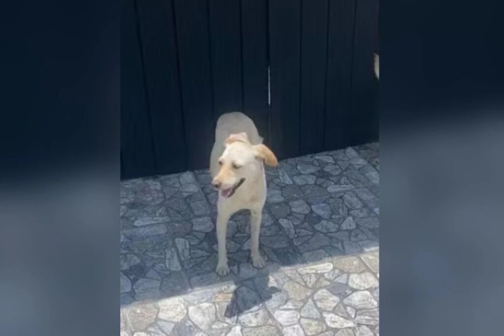 **Cadela Comunitária Morre Após Ser Atacada com Arma Branca no RJ** No estado do Rio de Janeiro, um incidente trágico envolvendo uma **cadela comunitária** conhecida como Branquinha chamou a atenção da população e das autoridades locais. De acordo com informações da Secretaria de Proteção Animal, Branquinha foi vítima de um ataque brutal com uma **arma branca**. Apesar de ter recebido atendimento médico, a cadela não resistiu aos ferimentos e veio a falecer. Este caso levanta questões importantes sobre a segurança e o bem-estar dos animais que vivem nas ruas, bem como a necessidade de políticas públicas mais eficazes para protegê-los. O ataque a Branquinha não é um caso isolado, mas sim parte de um problema maior que afeta muitos animais comunitários em áreas urbanas. Segundo a publicação, a violência contra animais de rua é uma realidade preocupante que exige atenção urgente das autoridades e da sociedade. A Secretaria de Proteção Animal destacou a importância de conscientizar a população sobre os direitos dos animais e a necessidade de denunciar casos de maus-tratos. Além disso, a instituição reforçou o compromisso de trabalhar em conjunto com outras entidades para implementar medidas que garantam a segurança e o bem-estar dos animais em situação de vulnerabilidade. A morte de Branquinha também trouxe à tona a discussão sobre a responsabilidade coletiva na proteção dos animais comunitários. Segundo especialistas, é fundamental que a comunidade se envolva ativamente na defesa desses animais, oferecendo-lhes abrigo, alimentação e cuidados básicos. A colaboração entre cidadãos, organizações não governamentais e o poder público é essencial para criar um ambiente mais seguro e acolhedor para os animais de rua. Este caso serve como um lembrete da importância de promover uma cultura de respeito e empatia em relação aos animais, garantindo que tragédias como a de Branquinha não se repitam.