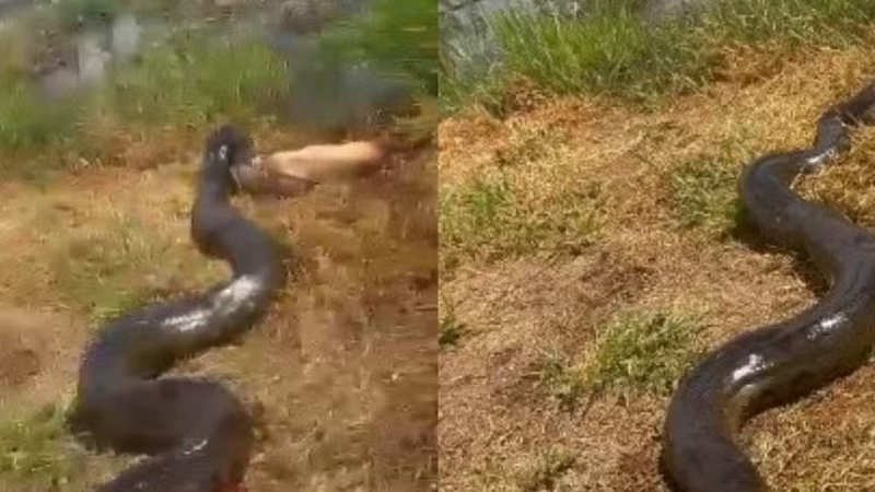 **Vídeo: Sucuri Gigante é Flagrada Arrastando Cachorro no Quintal de Casa** O que aconteceu em Fátima do Sul (MS) que gerou preocupação entre os moradores? Segundo a publicação, uma **sucuri** foi filmada capturando um cachorro na Fazenda Araponga, em Fátima do Sul (MS). O vídeo, feito por José Gonçalves Luna em agosto de 2025, mostra a serpente gigante arrastando o animal para uma lagoa, o que gerou preocupação sobre a segurança de animais próximos à lagoa onde a cobra vive há anos. Por que o vídeo foi compartilhado nas redes sociais? José Gonçalves Luna compartilhou o registro com sua irmã, a psicóloga Maria Luna, que decidiu publicar o vídeo nas redes sociais. Maria explicou que o objetivo era provocar uma reflexão sobre a convivência com a natureza, destacando que "a natureza não funciona assim" como a vida editada e controlada que costumamos ver nas redes sociais. Qual é o comportamento das sucuris em relação aos humanos? De acordo com a bióloga Juliana Terra, as **sucuris** não são agressivas com humanos. Elas costumam evitar o contato com pessoas e normalmente atacam apenas quando estão caçando ou se sentem ameaçadas. Juliana destaca a necessidade de educação ambiental para desmistificar a imagem das sucuris, que muitas vezes é distorcida por informações errôneas e sensacionalismo. As sucuris representam uma ameaça para os humanos? Não há registros comprovados de ataques de sucuris a seres humanos. Essas cobras são tímidas e preferem evitar o contato com pessoas. Quando se sentem ameaçadas, elas geralmente fogem, utilizando a água como principal forma de defesa. Qual é o tamanho real das sucuris? Embora existam relatos exagerados sobre sucuris com 10 metros ou mais, o maior exemplar já comprovado media 8,80 metros e está exposto no Museu de Londres. Isso demonstra que, apesar de serem grandes, os tamanhos relatados muitas vezes são exagerados. Onde as sucuris vivem e como é seu comportamento? As **sucuris** são animais semiaquáticos, passando a maior parte do tempo na água ou próximas dela. Elas costumam sair para tomar sol nas margens da água, como observado no caso da sucuri em Fátima do Sul. Esse comportamento é comum e não representa uma ameaça direta aos humanos, mas exige atenção para a segurança de pequenos animais que possam se aproximar da água. Quais são as principais ameaças às sucuris? Segundo a bióloga Juliana Terra, a ação humana é uma das principais ameaças à sobrevivência das sucuris. A morte provocada por humanos continua sendo um dos principais fatores de risco para esses animais. A educação ambiental é essencial para promover a convivência pacífica entre humanos e sucuris, desmistificando mitos e promovendo a proteção da espécie. O que podemos aprender com o vídeo da sucuri em Fátima do Sul? O vídeo destaca a importância de estarmos atentos à convivência com a natureza e de respeitarmos o habitat dos animais selvagens. A conscientização sobre o comportamento das sucuris e a promoção da educação ambiental são passos fundamentais para garantir a segurança de todos e a preservação da biodiversidade.