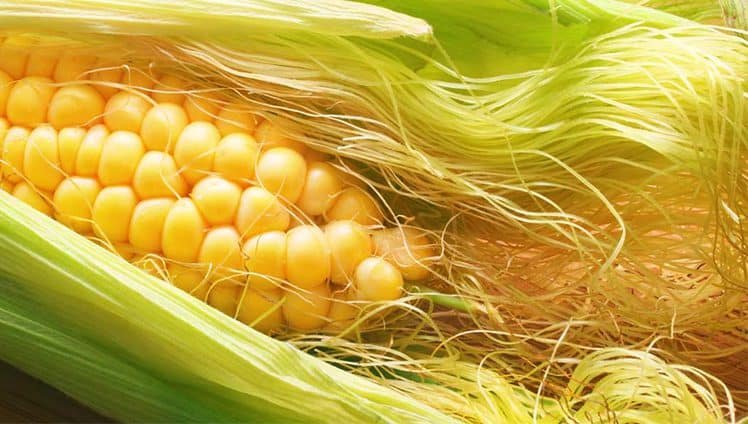 Quase todo mundo joga fora uma parte do milho sem imaginar que ali pode estar o que mais chama atenção nessa planta. Mas que parte é essa? É o **cabelo de milho**, aqueles fios que ficam na extremidade da espiga e que, apesar de muitas vezes serem descartados, concentram propriedades aproveitadas com finalidades medicinais. Por que isso desperta tanto interesse? Porque o milho, usado há mais de **10.000 anos** como fonte de alimentação, costuma ser lembrado apenas pelos grãos, presentes em sopas, tortas, sobremesas e outras receitas. Só que existe um uso menos conhecido, ligado justamente a essa parte fina e fibrosa que muita gente ignora. E o que ela oferece? Segundo as informações disponíveis, suas propriedades **anti-inflamatórias**, **antissépticas**, **diuréticas**, **alcalinas**, **analgésicas** e **antioxidantes** fazem da infusão de cabelo de milho um recurso associado ao alívio de diferentes desconfortos. Em quais situações ele pode ajudar? Uma das mais citadas é o cuidado com o **trato urinário**. Suas propriedades antissépticas e diuréticas o transformam em aliado contra infecções nessa região. A bebida ajuda a reduzir a inflamação, aliviar a irritação e diminuir o crescimento bacteriano. Há ainda referência à sua eficácia em pacientes com inflamação na **uretra** e em doenças da **próstata**. E quando o problema está nas articulações? Nesse caso, as propriedades anti-inflamatórias e alcalinas aparecem como complemento para o tratamento das **dores articulares**. A infusão diminui os níveis de ácido no organismo, combate a **retenção de líquidos** e equilibra as reações inflamatórias do corpo. Isso explica por que o ingrediente também é lembrado em contextos de desconforto físico persistente. Será que os efeitos param por aí? Não. O cabelo de milho também é citado como aliado de pessoas que convivem com **pressão arterial alta**. Seus **flavonoides** melhoram a circulação e ajudam a regular a pressão do sangue. Além disso, contribui para regular os níveis de **sódio** no organismo, fator relacionado a essa condição. E nas doenças respiratórias, há algum uso? Sim. A infusão limpa as **vias respiratórias**, diminui a inflamação da garganta e ajuda a controlar sintomas comuns de **gripe** e **catarro**. Sua ação **expectorante** e calmante contribui para descongestionar o peito e o nariz, o que amplia seu uso tradicional em períodos de resfriado. O organismo também sente outros efeitos? De acordo com a descrição, os compostos antioxidantes presentes nesse alimento ajudam a estimular a eliminação de **toxinas** retidas no corpo. Isso traz benefícios diretos para a **saúde hepática**, já que otimiza funções excretoras e diminui o risco de **fígado gorduroso**. E quanto à glicose no sangue? Pacientes com **diabetes tipo 2** que consomem água de cabelo de milho apresentam diminuição significativa nos níveis de glicose. Pelo que foi relatado, esse remédio ajuda a regular os níveis de **insulina** e combate a resistência das células a ela. Ele também pode ser útil para dores comuns do dia a dia? Sim. Por suas propriedades anti-inflamatórias e analgésicas, a bebida ajuda a diminuir **dores de cabeça** contínuas. Seu consumo alivia a tensão, melhora a circulação e reduz a rigidez nos **ombros**, no **pescoço** e na **mandíbula**. E para quem pratica exercícios? A água de cabelo de milho é recomendada para **atletas**, já que ajuda a aliviar a **tensão muscular** depois de atividades físicas de alto impacto. Como é muito pobre em calorias, também ajuda a hidratar o corpo e a manter em equilíbrio os níveis de **eletrólitos**. Falta ainda um benefício bastante procurado: ele pode apoiar o emagrecimento? Segundo as informações reunidas, sim. Como tem teor calórico mínimo e propriedades diuréticas e depurativas, o cabelo de milho serve como apoio para quem está tentando **perder peso**. Sua infusão ajuda a prolongar a sensação de **saciedade**, melhora o ritmo do **metabolismo**, controla a inflamação e facilita a eliminação dos rejeitos. E como aproveitar tudo isso? A forma mais recomendada é a **infusão de chá de cabelo de milho**. Há, porém, cuidados importantes: **mulheres grávidas** e pessoas com **doenças renais** não devem consumir preparações feitas com cabelo de milho. Quem usa medicamentos para **pressão arterial** deve consultar um médico antes de tomar a infusão. Ao final, os 9 benefícios reunidos são estes: ajuda no **trato urinário**, alivia **dores articulares**, auxilia no controle da **pressão alta**, melhora sintomas de **gripe e catarro**, favorece a eliminação de **toxinas** e a saúde do **fígado**, contribui para o controle da **glicose** em casos de **diabetes tipo 2**, reduz **dores de cabeça**, alivia a **tensão muscular** e serve de apoio para **perder peso**.