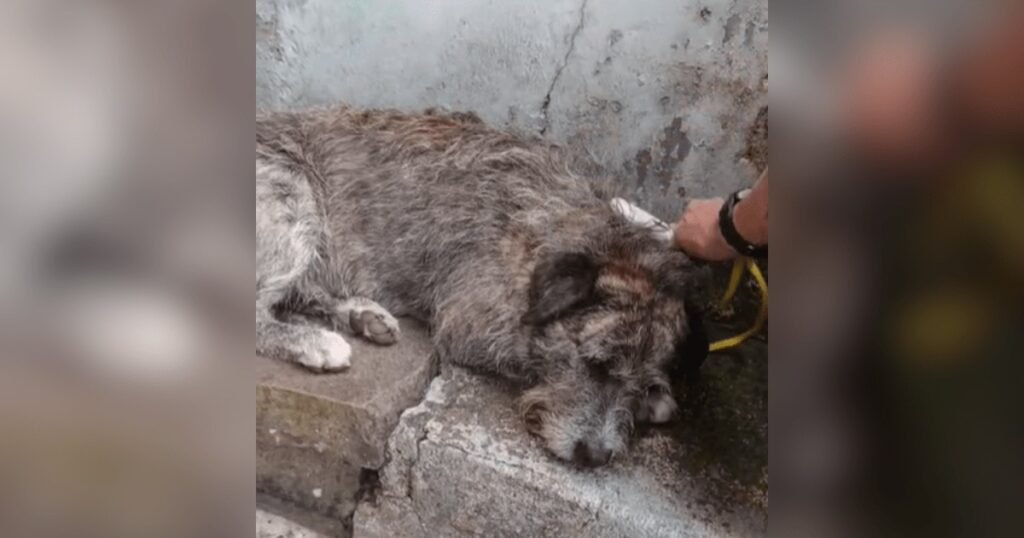 Foram apenas **três dias**, mas o suficiente para transformar a rotina de um cão conhecido por uma rua inteira em um caso de violência que chocou Caxias do Sul. Quem é esse animal e por que a história ganhou tanta repercussão? Trata-se de **Spike**, um **cão comunitário** que vive há muito tempo em uma rua do **Bairro Rio Branco**, na cidade de **Caxias do Sul**, na **Serra Gaúcha**. Segundo a **Semmas**, a Secretaria Municipal do Meio Ambiente e Sustentabilidade, ele foi agredido **duas vezes** entre os dias **1º e 4 de abril** e acabou internado. Como a situação veio à tona? De acordo com a coordenadora de **Resgate e Maus-tratos da Semmas**, **Valeska Delfini**, o pedido de resgate foi feito no **sábado, 4 de abril, por volta das 12h**. Depois disso, Spike foi encaminhado ao **Hospital Veterinário da UCS**, a Universidade de Caxias do Sul, onde permanece internado. Mas o que aconteceu antes do resgate? O primeiro relato recebido apontou que um homem teria atacado o cão com um **pedaço de madeira com pregos**. A agressão teria ocorrido em uma rua do próprio bairro onde Spike mora. Esse detalhe chamou ainda mais atenção porque o animal era conhecido na região e, segundo a secretaria, já fazia parte da rotina da comunidade. Há confirmação desse primeiro ataque? Segundo as informações divulgadas, **câmeras de segurança** mostram um suspeito indo em direção a Spike com o objeto por volta de **19h50 do dia 1º de abril**. Nas imagens, além do homem, aparecem **duas crianças**, sendo **uma delas de colo**. A coordenadora da Semmas também afirmou que uma vizinha relatou já ter presenciado o mesmo homem praticando esse tipo de ato anteriormente. E a segunda agressão, como ocorreu? Após o resgate, a secretaria recebeu novas informações sobre outro episódio de violência, que teria acontecido também em **4 de abril**, no mesmo local. Dessa vez, **três adolescentes** são suspeitos de **atirar pedras** em Spike e de **derrubar o cão de um barranco**. Os responsáveis já foram identificados? Até o momento, **nenhum agressor foi identificado**, conforme informou a **Semmas**. A **CNN Brasil** entrou em contato com a **Polícia Civil** para saber se o caso está sendo investigado, mas ainda não havia recebido retorno. Qual é o estado de saúde de Spike? Apesar da gravidade do caso, a informação divulgada é que o cão **segue internado** no **Hospital da UCS** e apresenta **quadro de saúde estável**. Isso mantém a atenção voltada não apenas para a recuperação dele, mas também para a apuração do que aconteceu. Por que Spike era tão conhecido na região? Porque ele não era um animal desconhecido ou abandonado sem vínculo com ninguém. Spike é descrito como um **cão idoso e comunitário**, já conhecido pelos moradores da rua onde vive. Segundo Valeska Delfini, ele havia sido **castrado pela prefeitura** e era **muito bem cuidado**. O que dizem as pessoas que conviviam com ele? A fala da coordenadora ajuda a dimensionar esse vínculo: **“Ele vive naquela rua há muito tempo, a gente já conhecia, ele foi castrado pela prefeitura e era muito bem cuidado. Ele é um cão muito amado pela rua onde ele mora e, na verdade, essa pessoa que agrediu ele não mora nessa rua”**, disse **Valeska**. E o que permanece em aberto? A identificação dos suspeitos e a confirmação de eventual investigação policial. O que já se sabe, de forma objetiva, é que **Spike**, um **cão comunitário idoso** de **Caxias do Sul**, foi agredido **duas vezes em três dias**, por **pelo menos quatro pessoas**, entre **1º e 4 de abril**, acabou levado ao **Hospital Veterinário da UCS** após pedido de resgate feito no **dia 4, por volta do meio-dia**, e permanece **internado, com estado de saúde estável**.