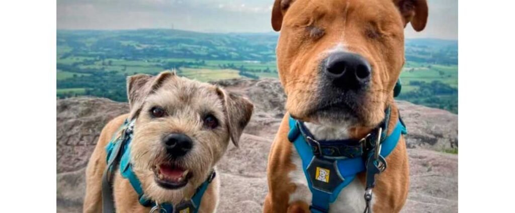 **Como um Cachorro Cego Encontrou um Amigo para a Vida Toda?** A história de Amos, um **cachorro cego**, é um exemplo tocante de amizade e superação. Mas como um cão que nasceu cego e foi ignorado por muitos encontrou um amigo que nunca o deixará sozinho? Segundo a publicação, tudo começou quando Jess Martin, uma bombeira de 27 anos e voluntária no resgate de animais, conheceu Amos. Jess sabia que, devido à condição especial de Amos, seria difícil encontrar alguém disposto a adotá-lo. Assim, ela decidiu levá-lo para casa, oferecendo-lhe uma família. **Como foi a adaptação de Amos na nova casa?** A adaptação de Amos não foi imediata. Jess já tinha um outro cão, Toby, que estava com ela há nove anos. Toby era conhecido por ser muito independente e gostar do seu próprio espaço. Jess estava preocupada sobre como Toby reagiria à presença de Amos. No início, Toby rosnou algumas vezes e ignorou Amos. Amos, por sua vez, não sabia se socializar com outros cães, pois vinha de um canil. **O que mudou na relação entre Toby e Amos?** Surpreendentemente, Toby se tornou o melhor amigo e **cão-guia** de Amos. A mudança começou quando Jess percebeu que Toby ajudou Amos a encontrar sua tigela de água, cutucando-o. Esse gesto marcou o início de uma amizade especial. Toby passou a ajudar Amos sempre que ele precisava, especialmente durante os passeios, quando Amos ficava com medo dos barulhos. Toby deitava ao lado de Amos até que ele estivesse pronto para continuar. **Por que Amos não consegue fazer amigos facilmente?** Amos enfrenta dificuldades em fazer amigos caninos porque não consegue se comunicar da mesma forma que os outros cães. Isso faz com que ele seja rejeitado por outros cães, segundo Jess. Toby, no entanto, desenvolveu uma boa comunicação com Amos, e eles conhecem os limites um do outro. **Como Jess ajuda Amos a se adaptar ao mundo exterior?** Para ajudar Amos a se acostumar com o mundo exterior, Jess leva ambos os cães em aventuras em ambientes mais tranquilos. Amos ainda fica preocupado em áreas movimentadas, mas essas aventuras ajudam-no a se sentir mais confortável ao ar livre. **Qual é a importância dessa história?** A história de Amos e Toby destaca a importância da amizade e da empatia. Mesmo com suas diferenças, Toby e Amos encontraram uma maneira de se apoiar mutuamente. Essa relação não só transformou a vida de Amos, mas também mostrou como os animais podem superar barreiras e criar laços profundos. **O que podemos aprender com Amos e Toby?** Podemos aprender que a verdadeira amizade não conhece barreiras. A história de Amos e Toby nos ensina sobre a importância da paciência, compreensão e apoio mútuo. Mesmo quando enfrentamos desafios, como Amos, é possível encontrar alguém que nos ajude a ver o mundo de uma nova maneira. Essa narrativa inspiradora nos lembra que, com amor e dedicação, podemos superar qualquer obstáculo, e que a amizade verdadeira é um dos maiores presentes que podemos ter na vida.