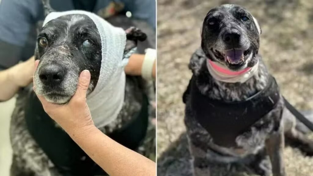 Como uma cadela idosa enfrentou um urso para proteger sua família? 🐾 Honey, uma cadela de 12 anos e parcialmente cega, avançou contra um urso no Novo México para proteger seus tutores e animais da fazenda. Quais foram as consequências do confronto entre Honey e o urso? Honey ficou gravemente ferida, com lacerações e inchaço, mas sobreviveu após cirurgia e cuidados intensivos. Como a família de Honey reagiu ao ato heroico? Denise Martinez, tutora de Honey, a chamou de "pequena salvadora" por arriscar sua vida para proteger a família e os animais. Qual foi o papel da Española Humane na recuperação de Honey? A Española Humane forneceu atendimento veterinário crucial, permitindo que Honey sobrevivesse aos ferimentos severos. Honey já enfrentou outros desafios antes? Sim, ela superou uma infecção por parvovirose e um encontro com um porco-espinho que a deixou parcialmente cega. Como a história de Honey inspira outras pessoas? A bravura de Honey destaca a lealdade e coragem dos cães, inspirando muitos a valorizar e proteger seus animais de estimação.