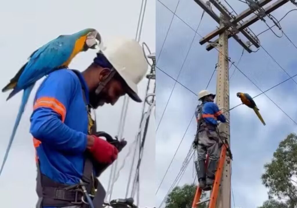 **Como Histórias Inspiradoras Podem Transformar Nossas Vidas?** A vida é repleta de desafios e momentos difíceis, mas também é cheia de histórias inspiradoras que nos motivam a seguir em frente. Segundo a publicação no site "Refletir Para Refletir", essas narrativas têm o poder de nos tocar profundamente, mostrando que a bondade, a resiliência e a amizade podem surgir nos momentos mais inesperados. **Por que histórias de amizade entre humanos e animais são tão tocantes?** Um exemplo marcante é a história de uma **arara simpática** que fez amizade com um eletricista em um poste, um vídeo que alcançou 9 milhões de visualizações. Essas histórias nos lembram da conexão especial que podemos ter com os animais, destacando a importância da empatia e do cuidado com todas as formas de vida. **Como a solidariedade pode mudar vidas?** A solidariedade é outro tema recorrente em histórias inspiradoras. No Paraná, policiais adotaram um cachorro que "pediu socorro" após ser abandonado com seus filhotes à beira da rodovia. Esse ato de bondade não apenas salvou vidas, mas também destacou a importância de ajudar aqueles que estão em necessidade. **Qual é o impacto de gestos simples de bondade?** Gestos simples de bondade podem ter um impacto profundo. Um exemplo é o de um sem-teto que perguntou em um Burger King: "O que me dão por 0,50?" e recebeu uma resposta incrível. Esses momentos nos mostram que a generosidade e a compaixão podem transformar o dia de alguém e criar um efeito positivo em cadeia. **Como histórias de superação nos inspiram?** Histórias de superação, como a de um jovem que comprou uma moto para seu padrasto que pagou suas duas faculdades trabalhando como sapateiro, nos inspiram a valorizar o esforço e a dedicação. Elas nos lembram que, com determinação e gratidão, podemos alcançar nossos objetivos e retribuir àqueles que nos ajudaram ao longo do caminho. **Por que a amizade é um tema tão poderoso?** A amizade é um tema poderoso que aparece em várias histórias, como a de amigas que, após 80 anos, decidiram ir para o mesmo asilo para ficarem juntas. Essa decisão mostra que a verdadeira amizade transcende o tempo e as circunstâncias, oferecendo apoio e conforto em todas as fases da vida. **Como a resiliência pode ser uma lição de vida?** A resiliência é uma qualidade admirável, como demonstrado por um bebê levado por um tornado que foi milagrosamente encontrado vivo em uma árvore. Essa história nos ensina que, mesmo nas situações mais adversas, a esperança e a força interior podem nos ajudar a superar desafios aparentemente insuperáveis. **Qual é o papel da comunidade em momentos de necessidade?** A comunidade desempenha um papel crucial em momentos de necessidade. Quando uma professora descobriu que um aluno morava em uma casa destelhada, ela organizou doações para consertar seu lar. Esse exemplo ressalta a importância de estarmos atentos às necessidades dos outros e de agirmos coletivamente para fazer a diferença. Essas histórias, segundo a publicação, nos convidam a refletir sobre o poder da bondade, da amizade e da resiliência. Elas nos lembram que, mesmo em um mundo cheio de desafios, há sempre espaço para gestos de amor e solidariedade que podem transformar vidas e inspirar mudanças positivas.