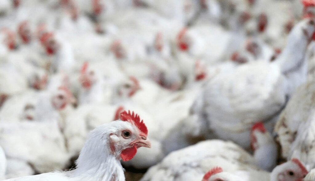 O que levou o Chile a suspender exportações avícolas? O Chile confirmou um foco de gripe aviária em uma granja comercial em Talagante. Para evitar a disseminação da doença e atender exigências sanitárias internacionais, suspendeu a certificação para exportações de produtos avícolas. Quais medidas o Chile adotou após a confirmação do foco? As autoridades chilenas iniciaram protocolos de erradicação do foco e comunicaram o caso à Organização Mundial de Saúde Animal (WOAH), conforme normas internacionais de controle sanitário. Como o Chile está lidando com seus parceiros comerciais? O governo chileno iniciou diálogo com mercados importadores como EUA, China e Reino Unido, buscando restabelecer exportações assim que houver condições sanitárias adequadas. O abastecimento interno de carne de frango e ovos no Chile será afetado? Não, o Chile informou que o abastecimento interno de carne de frango e ovos segue garantido, sem impacto previsto no consumo doméstico. Qual é a situação do Brasil em relação à gripe aviária? O Brasil prorrogou por 180 dias o estado de emergência zoossanitária devido à circulação do vírus da influenza aviária de alta patogenicidade, subtipo H5N1, como medida preventiva. Por que o Brasil decidiu prorrogar o estado de emergência zoossanitária? A decisão visa manter a capacidade de resposta do Ministério da Agricultura e Pecuária diante do avanço da doença em aves no país, permitindo ações rápidas de contenção e erradicação de focos. Quando o Brasil registrou a presença do vírus pela primeira vez? O Brasil registrou a presença do vírus em maio de 2023, com o primeiro foco confirmado em aves silvestres. Qual foi o impacto do primeiro caso em ave comercial no Brasil? O primeiro caso em ave comercial foi registrado em maio de 2025, elevando o nível de atenção das autoridades sanitárias e do setor produtivo. Quais são os instrumentos disponíveis no Brasil para combater a gripe aviária? Com a prorrogação do estado de emergência, seguem disponíveis instrumentos que permitem ações rápidas de contenção e erradicação de focos, além da mobilização de recursos federais. Como o Brasil está articulando ações contra a gripe aviária? O Brasil está articulando ações com estados, municípios e entidades do setor para enfrentar a gripe aviária de forma eficaz. Quais são as consequências internacionais da gripe aviária no Chile? A suspensão das exportações pode impactar mercados internacionais, mas o Chile está em diálogo com parceiros para restabelecer as exportações assim que possível. Como a gripe aviária afeta o comércio global de produtos avícolas? A gripe aviária pode levar à suspensão de exportações, afetando o comércio global e exigindo medidas sanitárias rigorosas para controlar a disseminação do vírus. Quais são as exigências sanitárias internacionais em casos de gripe aviária? As exigências incluem a comunicação oficial à WOAH, protocolos de erradicação e suspensão de exportações para evitar a disseminação da doença. Como os países podem restabelecer exportações após um foco de gripe aviária? Os países devem garantir condições sanitárias adequadas e dialogar com mercados importadores para restabelecer exportações de produtos avícolas. Qual é a importância de comunicar casos de gripe aviária à WOAH? Comunicar casos à WOAH é crucial para coordenar esforços internacionais de controle sanitário e prevenir a disseminação global da doença.