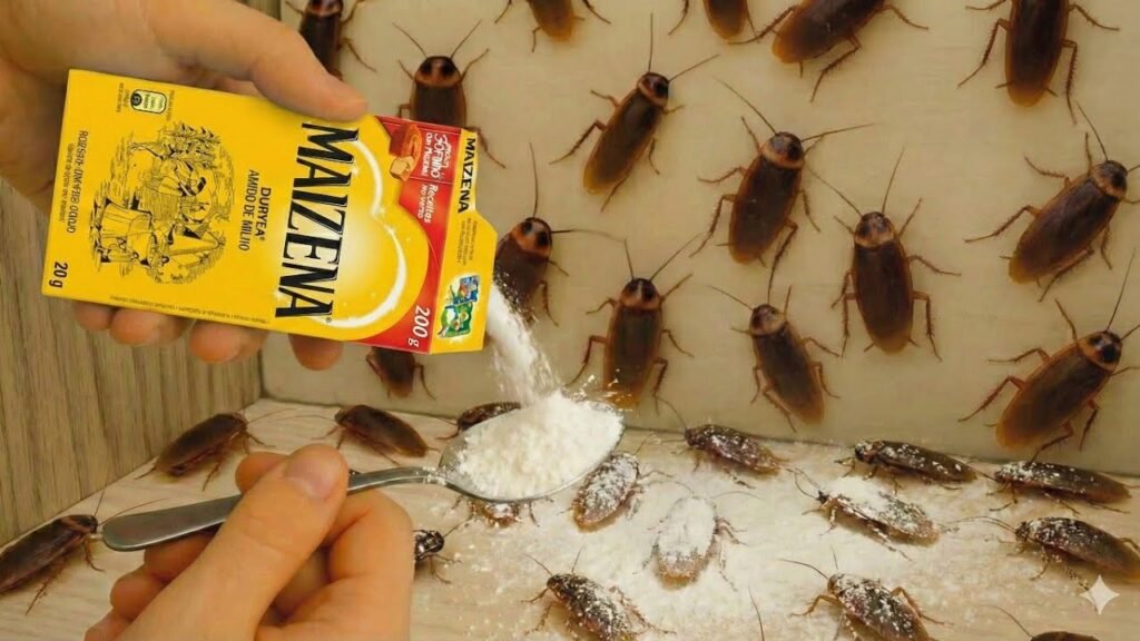 Parece improvável que um ingrediente tão comum da cozinha possa ajudar a afastar **baratas**, **formigas**, **ratos** e outros visitantes indesejados, mas é justamente essa simplicidade que chama atenção. Como algo tão acessível pode entrar na rotina de quem sofre com essas pragas dentro de casa? A resposta começa em uma combinação caseira feita com itens fáceis de encontrar e aplicada de forma estratégica nos pontos onde esses animais costumam circular. Mas por que esses invasores aparecem até em ambientes limpos? Porque nem sempre a origem está dentro da própria casa. Muitas vezes, **insetos** e **roedores** vêm de outros locais, atravessam frestas, encanamentos, quintais ou áreas vizinhas em busca de alimento e abrigo. Isso explica por que o problema pode surgir mesmo quando há cuidado com a limpeza. Ainda assim, existe uma forma simples de tentar reduzir essa presença sem recorrer logo de início a soluções mais complexas. E o que entra nessa preparação? O primeiro passo é usar **maizena** e **água**, misturando bem até formar uma solução homogênea, sem pelotas. Por que isso importa? Porque a base precisa ficar uniforme para receber os outros ingredientes e ser absorvida com mais facilidade pelo pão usado na aplicação. Depois disso, entra um componente essencial para atrair os animais: **achocolatado** ou **açúcar**. É esse cheiro adocicado que ajuda a chamar a atenção das pragas. Só o doce resolve? Não. O ingrediente responsável pelo efeito da mistura é o **bicarbonato de sódio**. Quando ingerido, ele provoca uma reação interna que dificulta a sobrevivência desses animais, contribuindo para reduzir sua presença no ambiente. Isso significa que a receita depende da combinação entre atração e efeito, e não apenas de um único item isolado. Como essa mistura é usada na prática? Depois de pronta, ela deve ser aplicada em **pedaços de pão**, que precisam ser bem molhados para absorver o líquido. Em seguida, esses pedaços podem ser colocados em **pequenos recipientes** ou **tampinhas**, o que facilita a distribuição pela casa. E onde posicionar? Justamente nos locais em que **baratas**, **formigas**, **ratos** e outros insetos costumam aparecer com mais frequência. Quais são esses pontos? A descrição indica que devem ser escolhidos os lugares que funcionam como **esconderijos** ou **caminhos de circulação**. Isso inclui áreas onde esses animais já foram vistos ou por onde costumam passar. Faz sentido colocar em qualquer canto? Não. O melhor resultado depende de posicionar a mistura onde o cheiro adocicado realmente possa atrair as pragas e levá-las ao consumo. Isso sozinho resolve o problema de vez? A própria orientação deixa claro que esse tipo de solução caseira funciona melhor quando vem acompanhada de **hábitos de higiene** e **prevenção**. Por que isso é tão importante? Porque reduzir a presença de pragas não depende apenas de combatê-las, mas também de eliminar o que as atrai. **Lixo acumulado**, **umidade** e **acessos abertos** podem favorecer o aparecimento desses animais e comprometer a eficácia de qualquer tentativa de controle. Então o que fazer além da mistura? Observar o ambiente com atenção. Identificar frestas, restos de alimento, pontos úmidos e áreas vulneráveis ajuda a tornar a ação mais eficaz. Com **constância** e **cuidados simples**, a tendência é diminuir bastante a presença de insetos e roedores, deixando a casa mais segura e agradável. E afinal, qual é a preparação completa? Basta dissolver **maizena na água** até obter uma mistura homogênea, acrescentar **achocolatado ou açúcar**, misturar **bicarbonato de sódio**, molhar **pedaços de pão** nessa solução e distribuir em **recipientes pequenos** nos locais onde as pragas costumam aparecer.