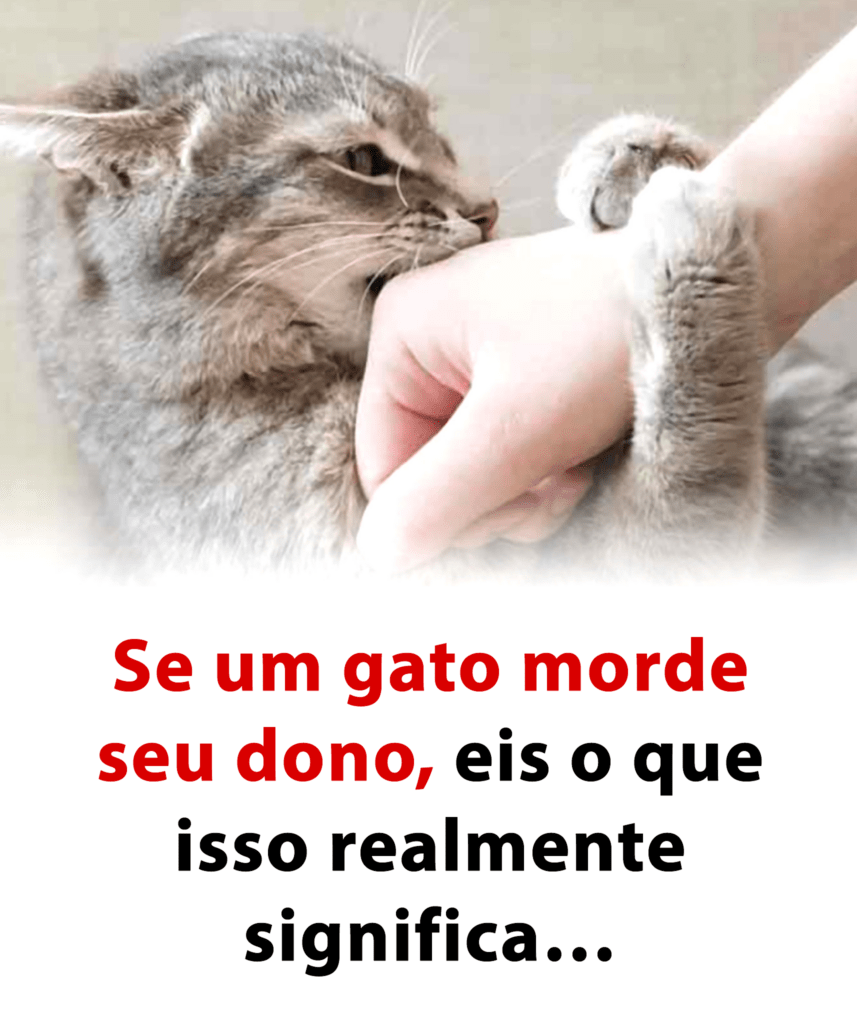 O chamado silencioso: por que seu gato morde — a psicologia por trás da dor, do estresse e da sensação de traição