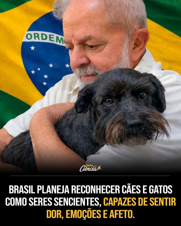 O que significa reconhecer cães e gatos como seres sencientes no Brasil? Reconhecer cães e gatos como seres sencientes significa que eles são vistos como capazes de sentir emoções como dor, medo e alegria, rompendo com a visão de que são apenas bens materiais. Quais são as mudanças propostas no Código Civil brasileiro? As propostas visam reformar o Código Civil para reconhecer legalmente a senciência dos animais, fortalecendo sua proteção e alinhando a legislação com uma visão moderna e científica. Como a Lei Sansão impacta a proteção dos animais? A Lei Sansão, ou Lei Nº 14.064/2020, aumenta as penas para maus-tratos a cães e gatos, prevendo reclusão de dois a cinco anos, multa e proibição de guarda, promovendo maior proteção. Por que a Lei Sansão recebeu esse nome? A lei foi nomeada em homenagem a um cachorro chamado Sansão, que teve as patas amputadas em um caso de maus-tratos que gerou grande comoção e pressão por punições mais severas. Quais são as consequências do reconhecimento da senciência para decisões judiciais? O reconhecimento pode influenciar decisões sobre guarda em divórcios, indenizações por danos morais e responsabilidade civil, considerando o bem-estar dos animais. Como a ciência apoia o reconhecimento da senciência em animais? Estudos de neurociência e comportamento animal mostram que mamíferos têm estruturas cerebrais associadas a emoções, comprovando sua capacidade de sentir. Qual é a tendência internacional em relação ao reconhecimento dos animais? Diversos países da Europa e América Latina já reconhecem animais como seres sencientes, não apenas como propriedade, refletindo uma mudança cultural e legal. Como essa mudança afeta a visão da sociedade sobre animais domésticos? A mudança reforça a ideia de que cães e gatos são membros da família, com direito a bem-estar e respeito, promovendo uma transformação cultural na percepção dos animais. Quais são os benefícios dessa transformação cultural e legal? Os benefícios incluem maior proteção legal para animais, decisões judiciais mais justas e uma sociedade mais consciente e responsável em relação ao bem-estar animal. Como o Brasil se posiciona no cenário global com essas mudanças? Com essas reformas, o Brasil se alinha a uma tendência global de reconhecer e proteger os direitos dos animais, destacando-se como um país que valoriza o bem-estar animal. Quais são os desafios para implementar essas mudanças no Brasil? Os desafios incluem garantir a aplicação efetiva das leis, conscientizar a população e adaptar o sistema jurídico para refletir a nova visão sobre os animais. Como a opinião pública influencia a proteção legal dos animais? A opinião pública pode pressionar por mudanças legais mais rápidas e eficazes, como visto no caso de Sansão, onde a mobilização social foi crucial para a aprovação da Lei Sansão. Qual é o papel do Senado Federal nesse processo de mudança? O Senado Federal debate e aprova propostas de reforma do Código Civil, sendo fundamental para implementar o reconhecimento legal da senciência dos animais. Como essas mudanças podem inspirar outros países? O avanço no Brasil pode servir de exemplo para outros países que ainda não reconheceram legalmente a senciência dos animais, incentivando reformas semelhantes. Qual é o impacto a longo prazo dessas reformas no Brasil? A longo prazo, espera-se uma sociedade mais ética e responsável, com leis que refletem o respeito e a proteção aos animais como seres sencientes. 🐾