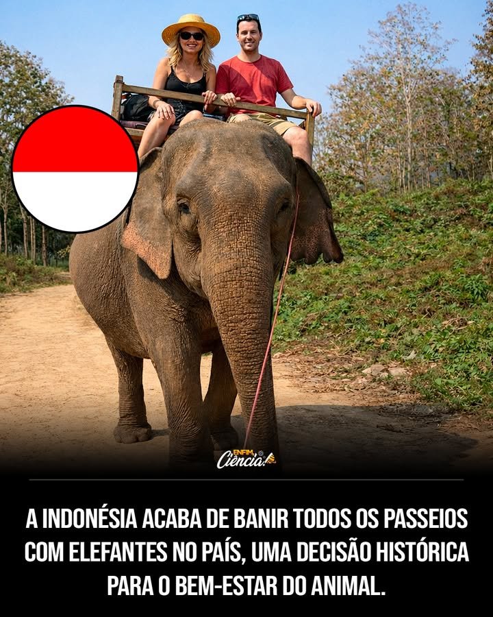 Por que a Indonésia proibiu passeios turísticos com elefantes? A Indonésia proibiu passeios com elefantes para promover um turismo mais ético, respeitando o bem-estar animal e evitando a exploração. Quando a proibição entrou em vigor? A proibição foi oficializada no final de 2025 e entrou em vigor em 1º de janeiro de 2026. Quais atividades substituirão os passeios com elefantes? Experiências educativas que respeitam o comportamento natural dos elefantes substituirão as montarias. Como os elefantes eram tratados no turismo antes da proibição? Muitos elefantes eram submetidos a treinamentos severos e mantidos em condições inadequadas. Qual foi o papel das organizações internacionais nessa mudança? Organizações internacionais denunciaram maus-tratos, impulsionando o debate sobre práticas cruéis. Qual é a nova diretriz do turismo na Indonésia? A diretriz é clara: turismo sim, exploração não, promovendo a observação respeitosa dos animais. Como essa medida se alinha com tendências globais? A medida segue um movimento global que defende a observação respeitosa de animais selvagens. Que exemplo a Indonésia oferece a outros países? A Indonésia mostra que é possível conciliar conservação, turismo e compaixão animal. Quais são as consequências para o setor turístico local? O setor deve se adaptar, focando em experiências educativas e sustentáveis. Como a mudança impacta a imagem da Indonésia no turismo mundial? A mudança melhora a imagem da Indonésia, destacando seu compromisso com o turismo ético. Quais são os benefícios para os elefantes com essa proibição? Os elefantes terão melhor qualidade de vida, com foco em sua saúde física e emocional. Como a proibição afeta a economia local? A economia pode se beneficiar a longo prazo com um turismo mais sustentável e consciente. Quais desafios a Indonésia enfrenta com essa transição? O desafio é reeducar o mercado e turistas sobre práticas éticas e sustentáveis. Como os turistas podem contribuir para o turismo ético? Turistas podem optar por experiências que respeitem o bem-estar animal e apoiem práticas sustentáveis. Quais são as expectativas para o futuro do turismo na Indonésia? Espera-se um turismo mais consciente, com foco em educação e preservação ambiental. Como a proibição influencia a conservação dos elefantes? A proibição apoia a conservação, promovendo práticas que respeitam o habitat e comportamento natural. Que papel a educação tem nessa nova abordagem turística? A educação é central, informando turistas sobre a importância do bem-estar animal e conservação. Como a Indonésia planeja monitorar o cumprimento da proibição? A Indonésia deve implementar regulamentos e fiscalização para garantir o cumprimento das novas diretrizes. Quais são os próximos passos para o turismo ético na Indonésia? Os próximos passos incluem fortalecer a infraestrutura para experiências educativas e promover a conscientização global. Como essa mudança pode inspirar outros países? A mudança pode servir de modelo, incentivando outros países a adotar práticas turísticas mais éticas e sustentáveis.