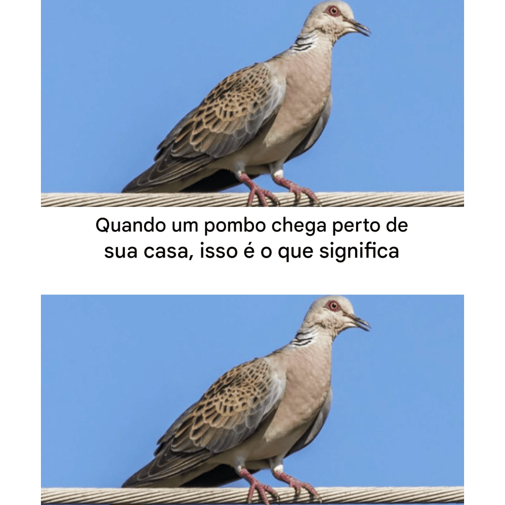 Qual o significado de um pombo perto de casa? Entenda as razões para sua presença