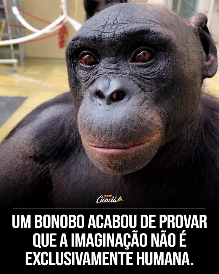 Os grandes primatas conseguem imaginar como os humanos? Sim, experimentos mostram que bonobos, como Kanzi, podem imaginar objetos inexistentes, semelhante à imaginação humana. Como foi testada a imaginação dos primatas? Pesquisadores usaram "festinhas do chá" simuladas, onde Kanzi acompanhou objetos imaginários, como suco em xícaras vazias. Kanzi consegue distinguir entre realidade e imaginação? Sim, quando oferecido suco real e imaginário, Kanzi escolheu o real, mostrando compreensão da diferença. Qual a importância desse estudo sobre primatas? É a primeira evidência controlada de que primatas podem imaginar, sugerindo que essa habilidade é ancestral. Como os pesquisadores testaram a imaginação com uvas? Uvas imaginárias foram colocadas em potes, e Kanzi identificou corretamente a localização delas, superando o acaso. O que isso revela sobre a evolução da imaginação? Sugere que a capacidade de imaginar pode ter surgido há 6 a 9 milhões de anos, em um ancestral comum. Quando as crianças humanas começam a imaginar? Por volta dos dois anos, crianças começam a brincar de faz de conta, semelhante ao comportamento observado em Kanzi. Por que a imaginação era considerada exclusiva dos humanos? Acreditava-se que apenas humanos podiam representar mentalmente objetos inexistentes, mas Kanzi desafia essa ideia. O que Kanzi fez quando perguntaram sobre o suco imaginário? Ele consistentemente apontou para a xícara que ainda "continha" o suco imaginário, mostrando compreensão do conceito. Qual é o impacto desse estudo na ciência? Muda a percepção sobre a evolução cognitiva, indicando que a imaginação não é exclusiva dos humanos. Como isso afeta nossa compreensão dos primatas? Mostra que eles têm capacidades cognitivas mais complexas do que se pensava, aproximando-os dos humanos. O que os pesquisadores concluíram sobre a imaginação em primatas? Que a habilidade de imaginar pode ser uma característica compartilhada com humanos, remontando a um ancestral comum. Qual é a relevância do estudo publicado na Science? É uma descoberta pioneira que abre novas perspectivas sobre a cognição e evolução dos grandes primatas. Como a descoberta pode influenciar futuros estudos? Pode inspirar novas pesquisas sobre cognição animal e a evolução das capacidades mentais em primatas. O que diferencia a imaginação de Kanzi de outros animais? A capacidade de representar mentalmente objetos inexistentes, algo que poucos animais demonstraram. Por que a escolha de Kanzi pelo suco real é significativa? Demonstra que ele não só imagina, mas também distingue entre o faz de conta e a realidade. Como os experimentos foram inspirados em brincadeiras infantis? Usaram cenários de "festinhas do chá" para testar a capacidade de Kanzi de imaginar objetos inexistentes. Qual é a implicação evolutiva dessa descoberta? Sugere que a imaginação pode ter raízes profundas na árvore evolutiva, não sendo exclusiva dos humanos. Como a habilidade de imaginar pode ter evoluído? Pode ter surgido como uma vantagem adaptativa em um ancestral comum, beneficiando a sobrevivência e interação social. O que essa descoberta diz sobre a inteligência dos primatas? Revela que eles possuem uma inteligência mais sofisticada, capaz de processar conceitos abstratos como a imaginação.