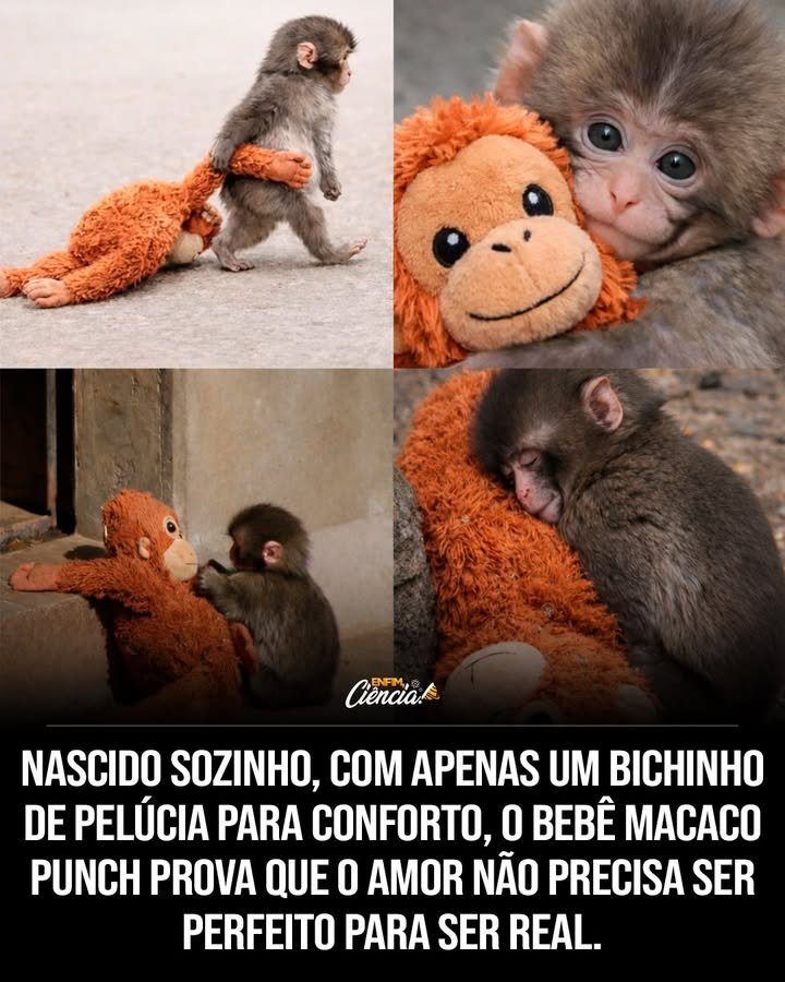Por que Punch foi rejeitado pela mãe logo após o nascimento? A rejeição de Punch pela mãe pode ter sido instintiva, devido a fatores como estresse, inexperiência ou problemas de saúde. Em zoológicos, isso não é incomum e requer intervenção humana para garantir a sobrevivência do filhote. Como os tratadores ajudaram Punch a sobreviver sem a mãe? Os tratadores intervieram criando Punch manualmente. Eles forneceram um brinquedo de pelúcia para que ele pudesse se agarrar, ajudando a regular o estresse e oferecendo uma fonte de conforto substituta. Por que um brinquedo de pelúcia é importante para um filhote de macaco? O brinquedo de pelúcia serve como uma âncora emocional para o filhote, substituindo o calor e a segurança que a mãe normalmente proporcionaria. Ele ajuda a reduzir o estresse e a ansiedade, essenciais para o desenvolvimento saudável. Como Punch reagiu ao ser apresentado a outros macacos? Ao ser introduzido a outros macacos, Punch enfrentou desafios sociais. Ele usava sua pelúcia como um cobertor de segurança, apertando-a sempre que se sentia sobrecarregado ou excluído, mostrando sua dependência emocional. Qual é o significado do apego de Punch à pelúcia? O apego de Punch à pelúcia simboliza a necessidade instintiva de segurança e conforto. É um exemplo de como o amor e a resiliência podem começar com algo simples, mas essencial para o bem-estar emocional. Como a história de Punch ilustra a resiliência? Punch demonstra resiliência ao adaptar-se a uma vida sem a mãe, encontrando conforto em um objeto inanimado. Sua capacidade de enfrentar desafios sociais com a ajuda da pelúcia mostra como a resiliência pode ser aprendida. O que a história de Punch nos ensina sobre instinto e aprendizado? A história de Punch revela que o instinto de apego é natural, mas a resiliência é desenvolvida. Ele nos ensina que, mesmo em situações adversas, é possível encontrar formas de adaptação e superação. Por que o amor pode começar com algo simples como uma pelúcia? O amor pode começar com algo simples porque, em sua essência, é sobre segurança e conforto. Para Punch, a pelúcia representava esses sentimentos, mostrando que o amor não precisa ser complexo para ser significativo. Como a experiência de Punch pode influenciar o cuidado de outros animais em zoológicos? A experiência de Punch destaca a importância de intervenções emocionais no cuidado animal. Prover conforto e segurança, mesmo através de objetos, pode ser crucial para o desenvolvimento saudável de filhotes rejeitados. Qual é a lição mais valiosa que podemos aprender com Punch? A lição mais valiosa é que a resiliência e o amor podem surgir de formas inesperadas. Mesmo em situações difíceis, encontrar algo a que se agarrar pode ser a chave para superar desafios e prosperar.