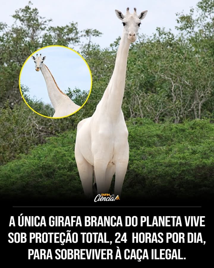 O que torna a girafa branca tão especial? A girafa branca é única devido ao leucismo, uma condição genética rara que reduz a pigmentação da pele, mas não afeta os olhos. Essa coloração a torna extremamente visível, aumentando seu risco de predação e caça ilegal. Por que a girafa branca está sob proteção extrema no Quênia? Devido à sua vulnerabilidade, a girafa branca vive em uma reserva no Quênia, onde é monitorada por autoridades e organizações de conservação para protegê-la de predadores e caçadores ilegais. Como o leucismo afeta a girafa branca? O leucismo causa uma redução parcial da pigmentação da pele, tornando a girafa branca mais visível em seu habitat. Isso aumenta o risco de ataques de predadores e caçadores ilegais. Quais medidas de proteção são adotadas para a girafa branca? A girafa é monitorada por GPS, e a área onde vive tem vigilância armada 24 horas, controle de acesso e patrulhamento contínuo, em parceria com comunidades locais e o Kenya Wildlife Service. Por que a girafa branca é um alvo para caçadores ilegais? A coloração única da girafa branca a torna um alvo valioso para caçadores ilegais, que representam a maior ameaça à sua sobrevivência, além de predadores naturais. Qual é a importância da girafa branca na luta contra a caça ilegal? A girafa branca se tornou um símbolo global da luta contra a caça ilegal e do combate ao tráfico de fauna, destacando a importância da proteção da biodiversidade. Como a girafa branca contribui para a conscientização ambiental? A história da girafa branca serve como um alerta sobre a fragilidade da vida selvagem e reforça a necessidade de políticas ambientais eficazes e apoio à conservação. Qual é o papel das comunidades locais na proteção da girafa branca? As comunidades locais colaboram com o patrulhamento e controle de acesso à área onde a girafa vive, sendo fundamentais para sua proteção contínua. O que aconteceu com outros membros da família da girafa branca? Outros membros da família, incluindo uma girafa branca adulta e um filhote, foram mortos por caçadores furtivos, restando apenas este indivíduo na região. Por que a girafa branca é considerada um símbolo global? Ela simboliza a luta contra a caça ilegal e a importância da conservação, destacando a necessidade de proteger espécies únicas e a biodiversidade global. Como o monitoramento por GPS ajuda na proteção da girafa branca? O GPS permite o monitoramento constante dos deslocamentos da girafa, facilitando a proteção contra ameaças e garantindo sua segurança na reserva. Qual é a mensagem principal da história da girafa branca? A história destaca a fragilidade da vida selvagem e a necessidade urgente de ações eficazes para proteger espécies ameaçadas e preservar a biodiversidade.
