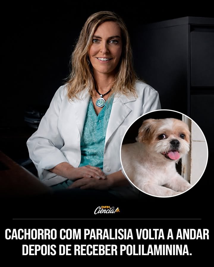 O que é a polilaminina e como ela funciona? A polilaminina é uma proteína experimental derivada da laminina, usada para tratar lesões medulares. Ela cria uma "ponte biológica" que ajuda neurônios a reconectar, facilitando a recuperação de movimentos. Como a polilaminina foi aplicada em cães? Cães com lesões medulares receberam injeções de polilaminina na coluna. O tratamento durou seis meses, com acompanhamento da equipe da UFRJ, liderada pela doutora Tatiana Coelho de Sampaio. Quais foram os resultados do tratamento com polilaminina? Os resultados mostraram que cães, como Teodoro, recuperaram parte dos movimentos. Quatro dos seis cães tratados apresentaram melhora significativa na capacidade de caminhar. Por que a polilaminina é considerada inovadora? A polilaminina é inovadora por recriar um ambiente que estimula a regeneração de axônios e reconexão neuronal, algo que tecidos danificados normalmente não conseguem fazer sozinhos. Qual é o papel da laminina no corpo? A laminina é uma proteína da matriz extracelular que organiza tecidos durante o desenvolvimento embrionário e responde a lesões, sendo crucial para a estrutura e função celular. Como a polilaminina difere da laminina tradicional? A polilaminina é uma forma polimerizada da laminina, que não só favorece o crescimento axonal, mas também possui propriedades anti-inflamatórias, acelerando a recuperação funcional. Quais são as implicações do estudo para tratamentos futuros? O estudo sugere que a polilaminina pode ser uma esperança para terapias de lesão medular, oferecendo uma nova abordagem para recuperar movimentos em casos considerados irreversíveis. A polilaminina já está disponível para uso clínico? Ainda não. A polilaminina está em fase experimental e precisa de aprovação regulatória, incluindo testes em humanos, antes de ser considerada segura e eficaz para uso generalizado. Quais são os próximos passos para a pesquisa com polilaminina? Os próximos passos incluem testes em humanos para avaliar segurança e viabilidade. A Anvisa precisa autorizar ensaios clínicos controlados para avançar no uso clínico da polilaminina. Como a pesquisa impacta a ciência veterinária? A pesquisa representa um avanço na ciência veterinária, mostrando que tratamentos inovadores podem oferecer novas esperanças para animais com lesões medulares graves. Qual é a importância dos resultados obtidos com os cães? Os resultados são importantes por demonstrar que a recuperação de movimentos em animais paralisados é possível, abrindo caminho para novas terapias em humanos e animais. Como a polilaminina pode influenciar tratamentos em humanos? Se aprovada, a polilaminina pode revolucionar tratamentos de lesões medulares em humanos, oferecendo uma alternativa para recuperar movimentos e melhorar a qualidade de vida. Quais são os desafios para a aprovação da polilaminina? Os desafios incluem comprovar a segurança e eficácia em humanos, passar por etapas regulatórias e obter aprovação de órgãos como a Anvisa para uso clínico amplo. Por que a pesquisa com polilaminina é promissora? A pesquisa é promissora por oferecer uma nova abordagem para regeneração neuronal, algo que pode transformar o tratamento de lesões medulares e trazer esperança a muitos pacientes. Como a polilaminina pode mudar o tratamento de lesões medulares? A polilaminina pode mudar o tratamento ao proporcionar uma forma de regeneração neuronal, algo que atualmente é limitado, oferecendo novas possibilidades de recuperação para pacientes.