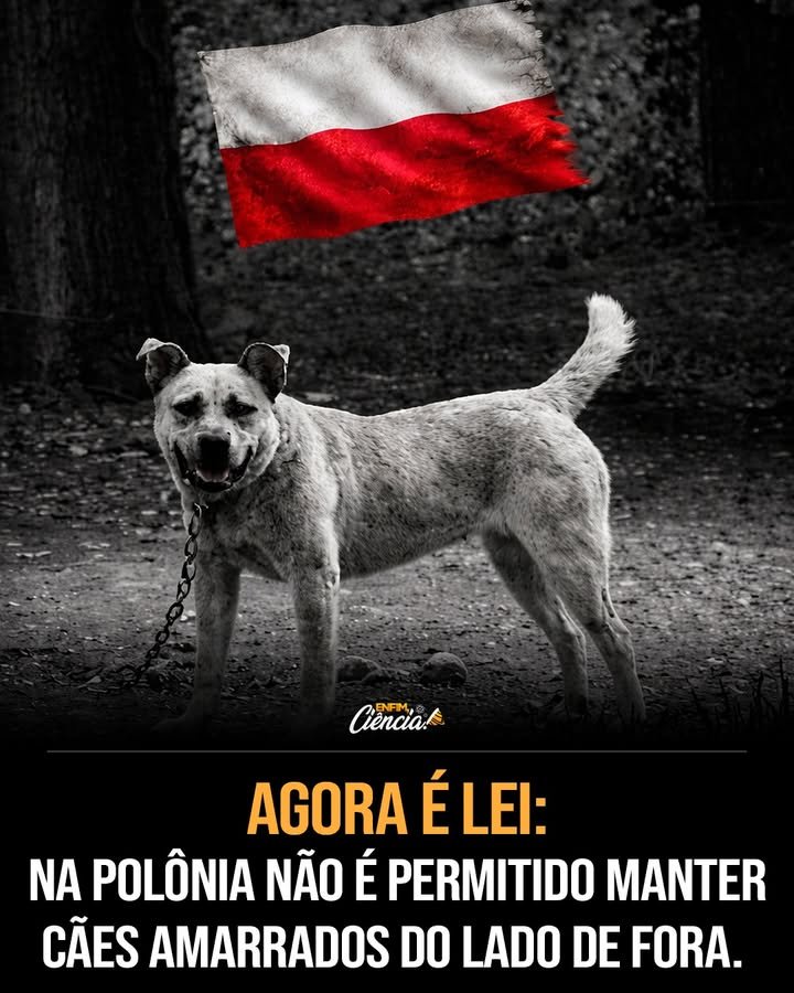 Por que a Polônia proibiu manter cães presos por correntes? A nova regulamentação visa melhorar o bem-estar dos cães, reconhecendo que mantê-los amarrados causa sofrimento físico e psicológico, além de limitar comportamentos naturais. Quais são os critérios para manter um cão preso temporariamente? Os cães devem ter espaço para se movimentar, acesso contínuo à água, abrigo adequado e não podem ficar presos constantemente. Quais eram as regras anteriores sobre cães presos na Polônia? Antes, havia limites de tempo, como no máximo 12 horas por dia, e exigência de comprimento mínimo da corrente, mas a fiscalização era menos rigorosa. Quais são as penalidades para quem descumprir a nova lei? Tutores podem receber multas, perder a guarda do animal e, em casos graves, responder criminalmente por maus-tratos. Como a fiscalização foi reforçada com a nova lei? Autoridades locais e organizações de proteção animal agora têm mais respaldo legal para intervir em casos de negligência ou abuso. A nova lei reflete uma tendência mais ampla na Europa? Sim, a Polônia segue uma tendência da União Europeia de adotar políticas mais rigorosas de proteção animal. Por que a União Europeia está adotando políticas mais rigorosas? Há um crescente reconhecimento de que cães são seres sencientes, capazes de sentir dor e sofrimento emocional. Como a nova norma polonesa se alinha com as políticas europeias? Ela representa um passo para garantir melhores condições de vida aos animais domésticos e promover responsabilidade entre tutores. Quais são os benefícios esperados da nova regulamentação? Espera-se melhorar a qualidade de vida dos cães, reduzir casos de maus-tratos e promover uma cultura de cuidado responsável. Como a sociedade polonesa reagiu à nova lei? A reação varia, mas há um apoio crescente à proteção animal, refletindo mudanças culturais em relação ao tratamento dos animais. A nova lei pode influenciar outros países? Sim, a medida pode servir de exemplo para outros países que buscam melhorar suas políticas de proteção animal. Quais são os desafios na implementação da nova regulamentação? Desafios incluem garantir fiscalização eficaz e educar tutores sobre as novas responsabilidades. Como a nova lei impacta as organizações de proteção animal? Elas ganham mais poder para agir em casos de abuso, podendo colaborar mais efetivamente com autoridades. O que a nova lei diz sobre o espaço necessário para cães presos? Os cães devem ter espaço suficiente para se movimentar, garantindo seu bem-estar físico e mental. Quais são as condições climáticas que devem ser consideradas para cães presos? Os cães devem ter abrigo adequado contra frio, calor e chuva, assegurando proteção em todas as condições climáticas. Como a nova lei pode afetar a relação entre tutores e cães? Pode promover uma relação mais saudável e respeitosa, incentivando tutores a proporcionar melhores condições de vida. Quais são as implicações legais para tutores que não seguem a nova lei? Além de multas e perda da guarda, tutores podem enfrentar processos criminais em casos de maus-tratos. A nova regulamentação pode reduzir o número de cães abandonados? Possivelmente, ao promover responsabilidade e melhores condições de vida, pode diminuir o abandono. Como a nova lei contribui para o bem-estar animal em geral? Ela reforça a importância de tratar animais com respeito e cuidado, refletindo avanços na ética de proteção animal.