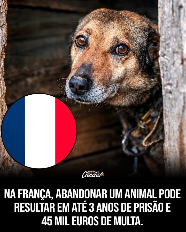 Por que a França decidiu reforçar a legislação sobre abandono de animais? A França reforçou sua legislação para proteger animais de estimação, tratando o abandono como crueldade. Isso visa reduzir o número de cães e gatos abandonados anualmente, especialmente durante férias. Quais são as novas penalidades para quem abandona animais na França? O abandono de animais pode resultar em até 3 anos de prisão e multas de até 45 mil euros, dependendo da gravidade do caso. A legislação agora reconhece animais como seres sencientes. Como a França está controlando a venda de animais de estimação? O governo francês implementou regulamentações mais rígidas para criadores e restringiu a venda por impulso, especialmente online, para evitar abandonos futuros. Quais medidas de conscientização foram ampliadas na França? Campanhas de conscientização sobre guarda responsável foram ampliadas, destacando a importância de cuidados veterinários, identificação por microchip e compromisso de longo prazo. Qual é o impacto esperado dessas mudanças na legislação francesa? Espera-se que a nova legislação reduza o número de animais abandonados e promova uma cultura de responsabilidade e respeito aos animais, posicionando a França entre os países com regras mais rígidas. Como a França reconhece os animais na nova legislação? Os animais são reconhecidos como seres sencientes, ou seja, capazes de sentir dor e sofrimento, dentro do Código Civil francês, reforçando a proteção legal. Por que o abandono de animais é mais comum durante as férias? Durante as férias, muitas pessoas abandonam seus animais por não terem onde deixá-los ou por não quererem arcar com os custos de hospedagem, aumentando o número de abandonos. Quais são as consequências do abandono de animais para a sociedade? O abandono de animais resulta em superlotação de abrigos, aumento de animais nas ruas e problemas de saúde pública, além de sofrimento para os próprios animais. Como a França se compara a outros países europeus em termos de proteção animal? Com a nova legislação, a França se alinha a países europeus com regras rígidas contra maus-tratos, promovendo uma cultura de responsabilidade e respeito aos animais. Quais são os desafios na implementação dessas novas regras? Os desafios incluem garantir a fiscalização eficaz, educar o público sobre a importância da guarda responsável e combater a venda ilegal de animais. Como as organizações de proteção animal estão reagindo a essas mudanças? Organizações de proteção animal apoiam as mudanças, pois acreditam que ajudarão a reduzir o número de abandonos e melhorar o bem-estar animal. Quais são os benefícios de reconhecer animais como seres sencientes? Reconhecer animais como seres sencientes reforça a necessidade de tratá-los com respeito e cuidado, influenciando políticas públicas e a consciência social. Como a identificação por microchip ajuda na proteção dos animais? A identificação por microchip facilita a localização de animais perdidos e responsabiliza os donos, ajudando a reduzir o abandono e melhorar o bem-estar animal. Qual é o papel das campanhas de conscientização na proteção animal? Campanhas de conscientização educam o público sobre a responsabilidade de ter um animal de estimação, promovendo cuidados adequados e prevenindo abandonos. Como a regulamentação de criadores pode impactar o bem-estar animal? Regulamentar criadores garante que os animais sejam criados em condições adequadas, reduzindo o risco de problemas de saúde e comportamentais que levam ao abandono.