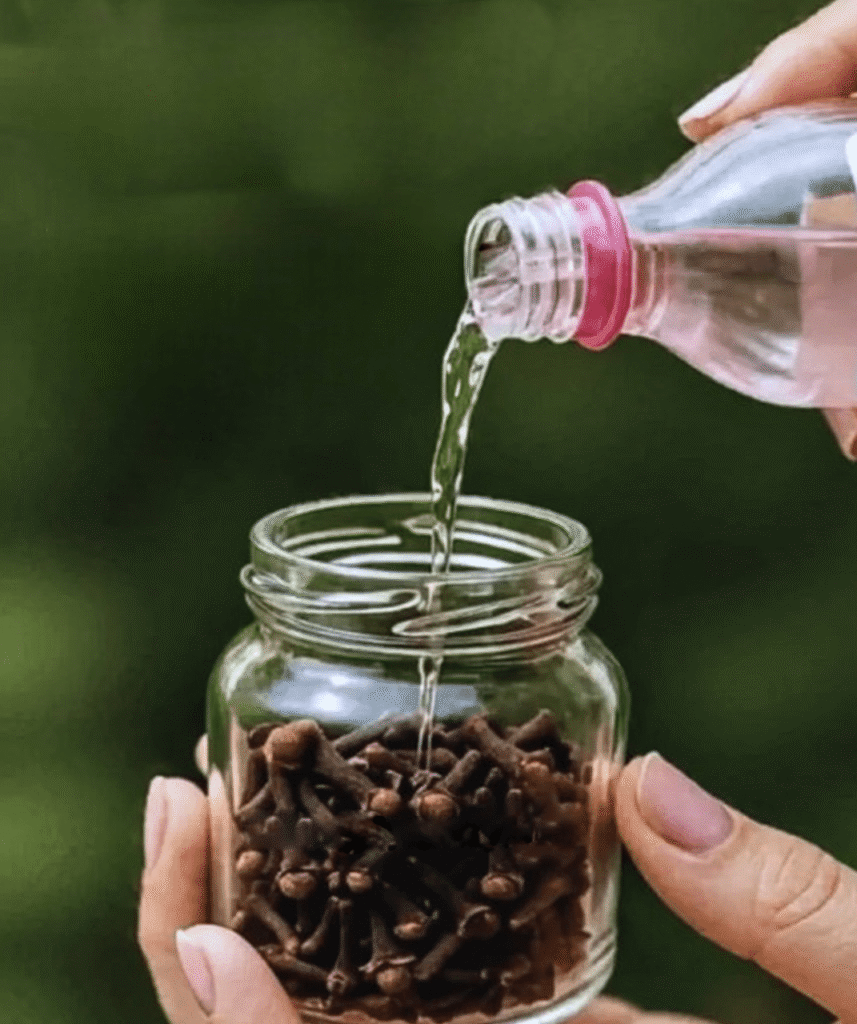 Loção tônica facial com cravo-da-índia e água de rosas: antirrugas e antimanchas de envelhecimento